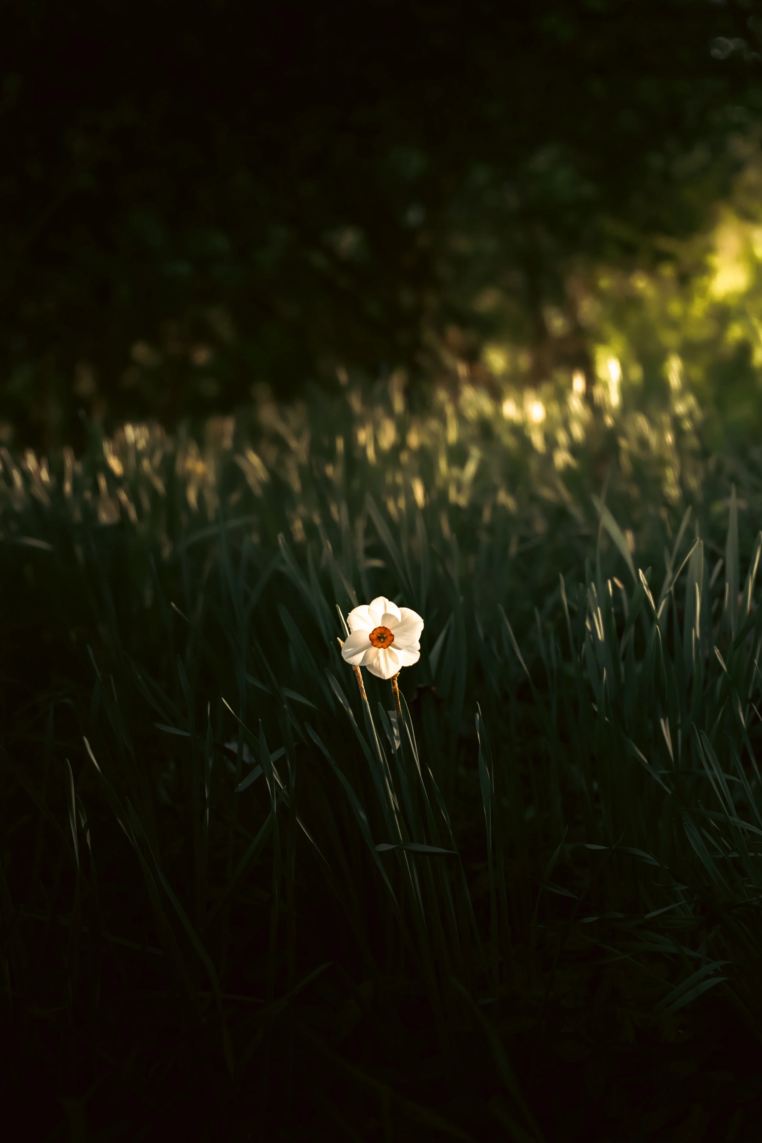 flower-1.jpg