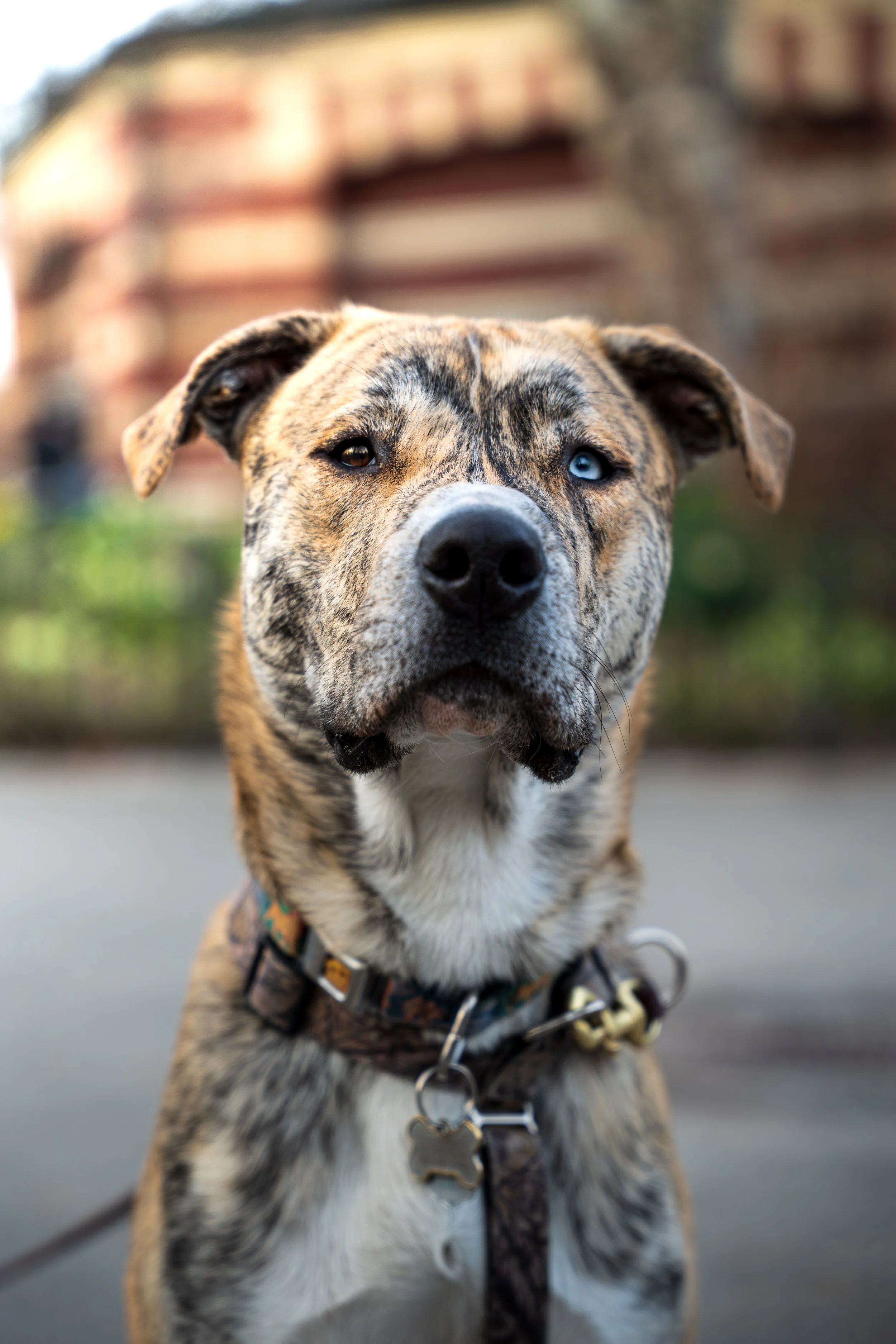good boy-1.jpg