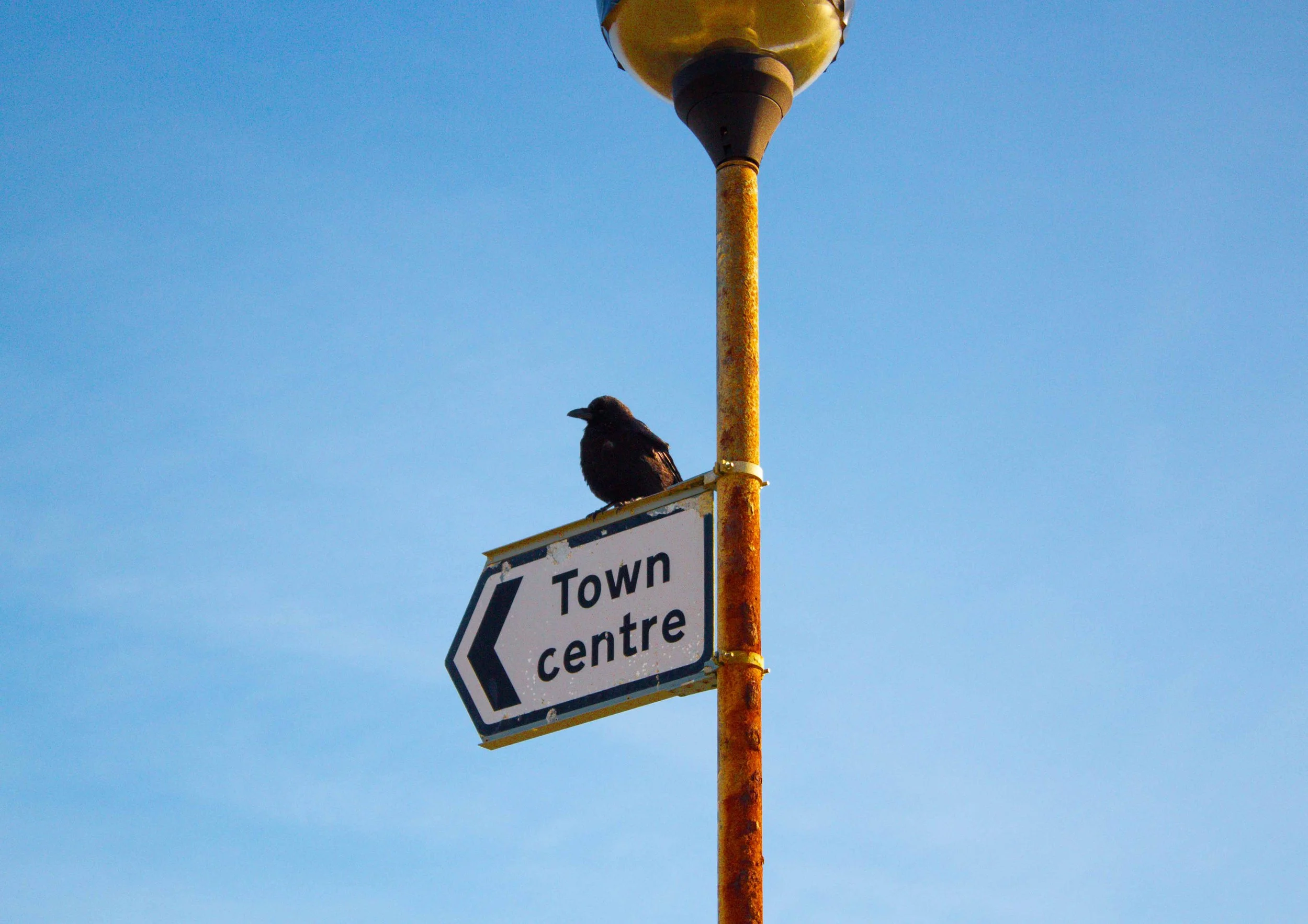 A black bird perched on a signpost with a sign that reads 'Town centre' and an arrow pointing left, attached to a rusty yellow streetlight pole against a clear blue sky.