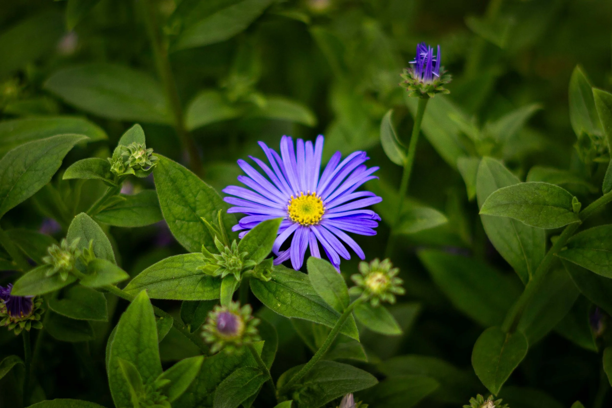 A purple flower with long thin petals and a yellow center surrounded by green leaves and unopened buds.