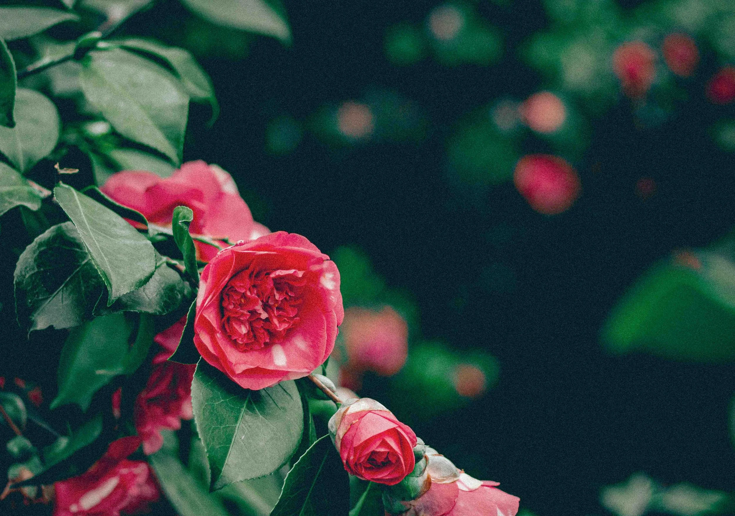 Close-up of pink camellia flowers blooming on a green leafy bush.