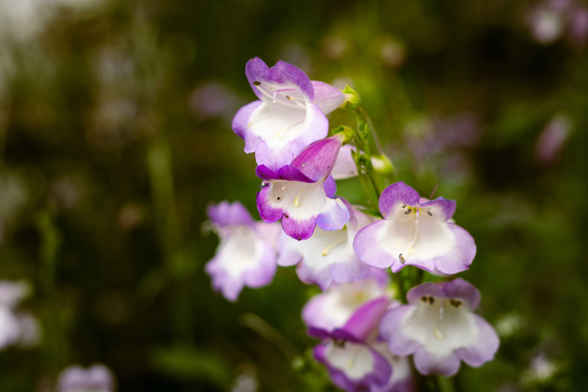 Close-up of purple and white flowers on a green background.