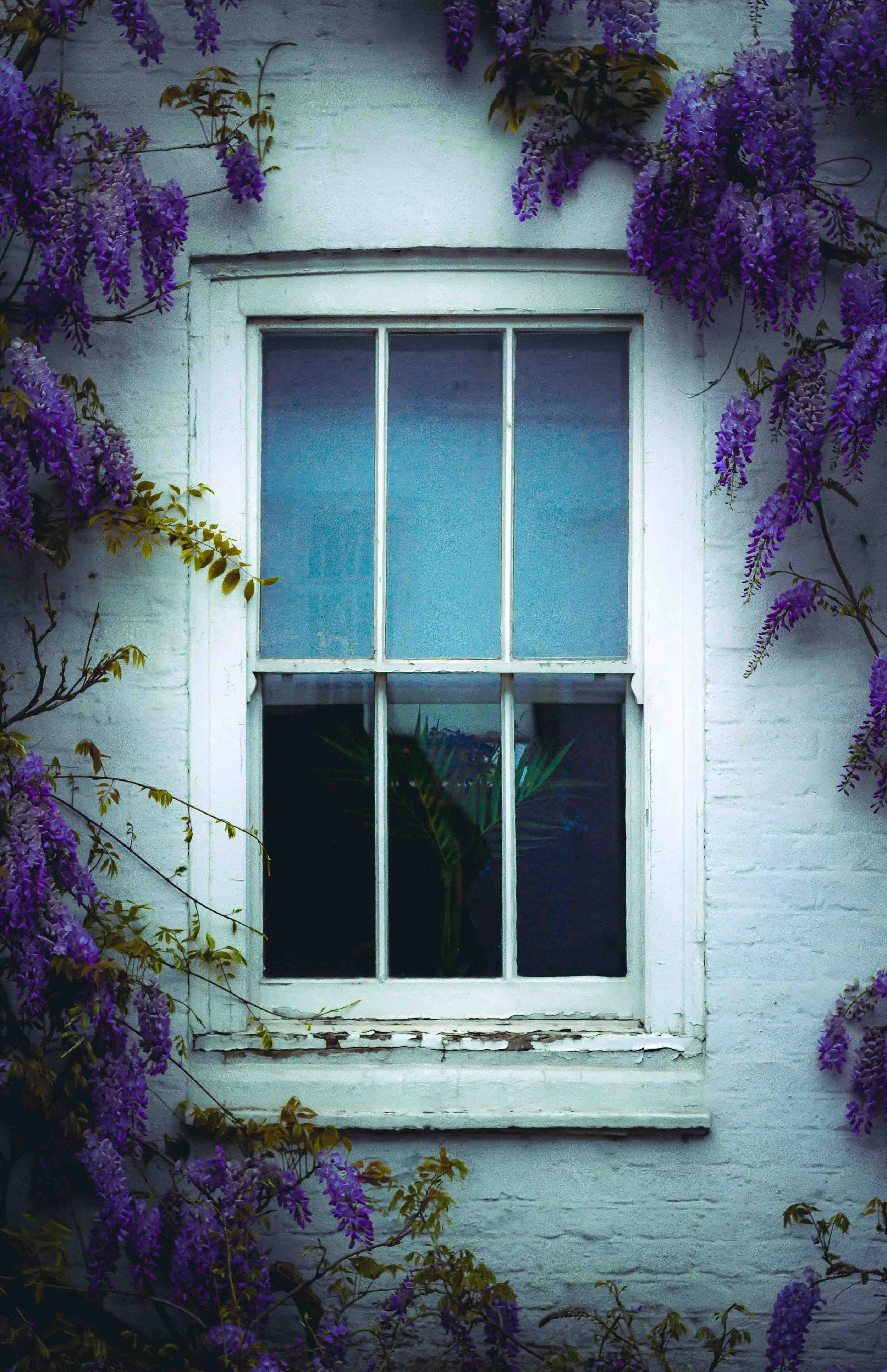 A white window with six panes on a brick wall, surrounded by purple wisteria flowers.