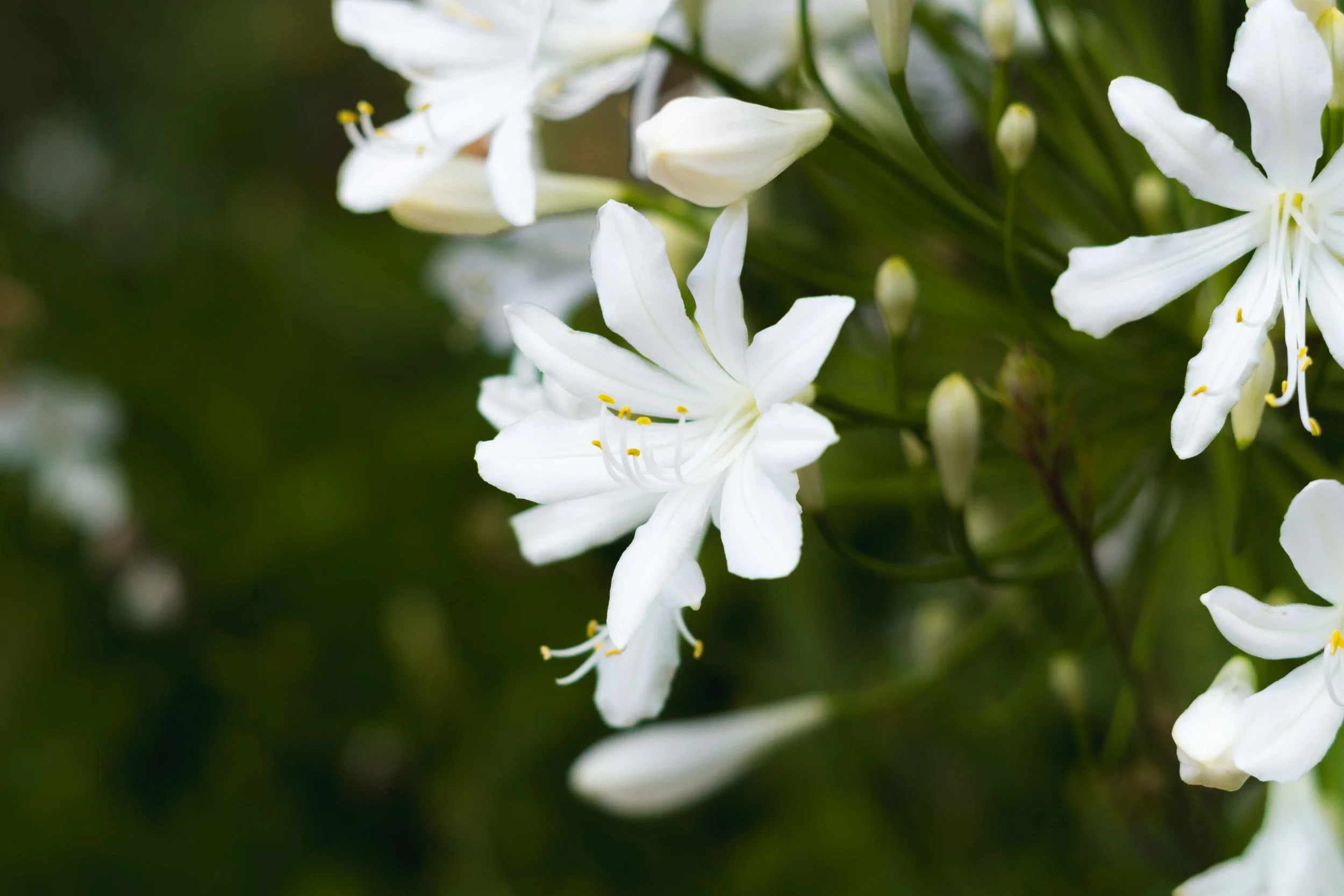 Close-up of white lilies with green foliage in the background.