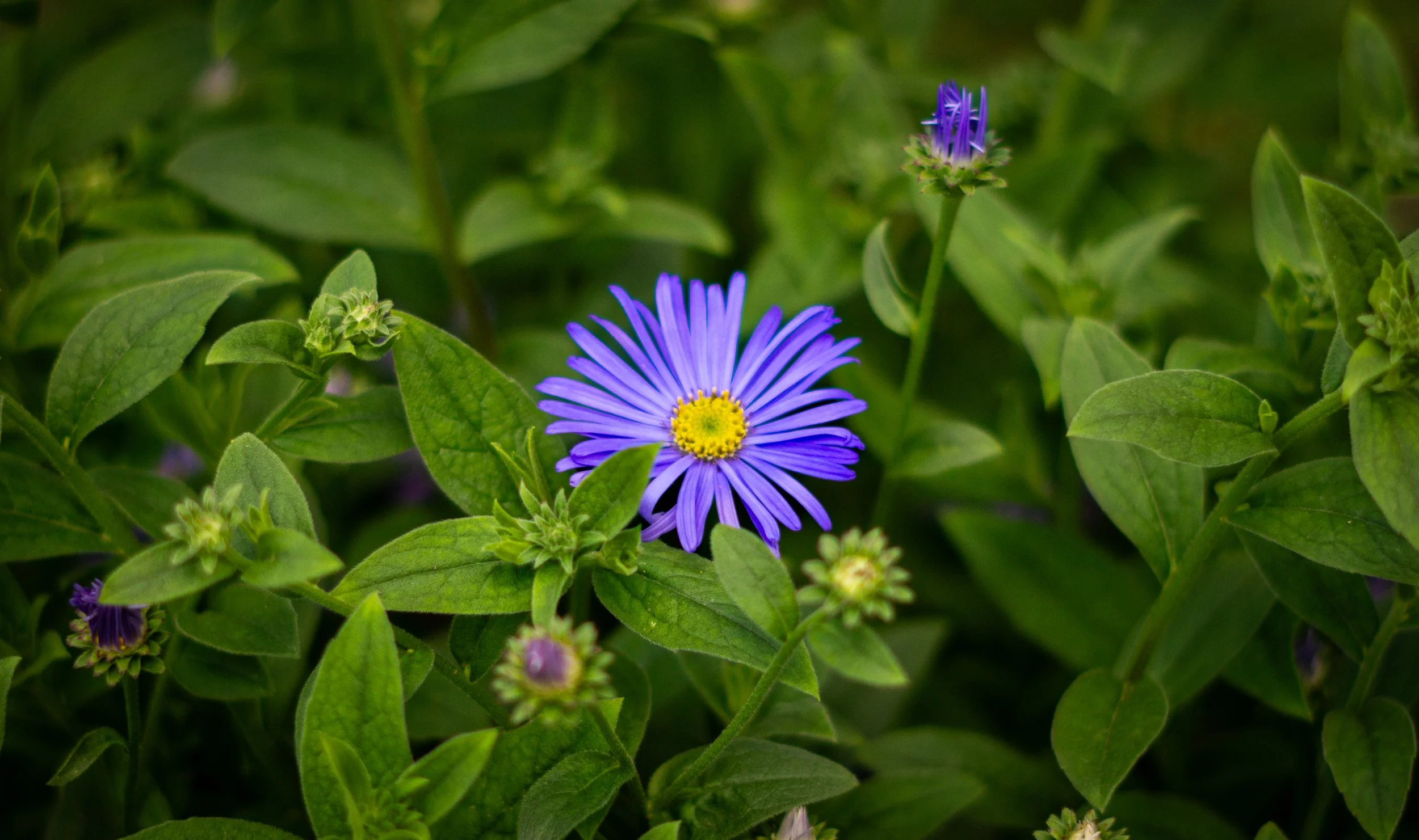 Purple flower with yellow center surrounded by green leaves and buds.