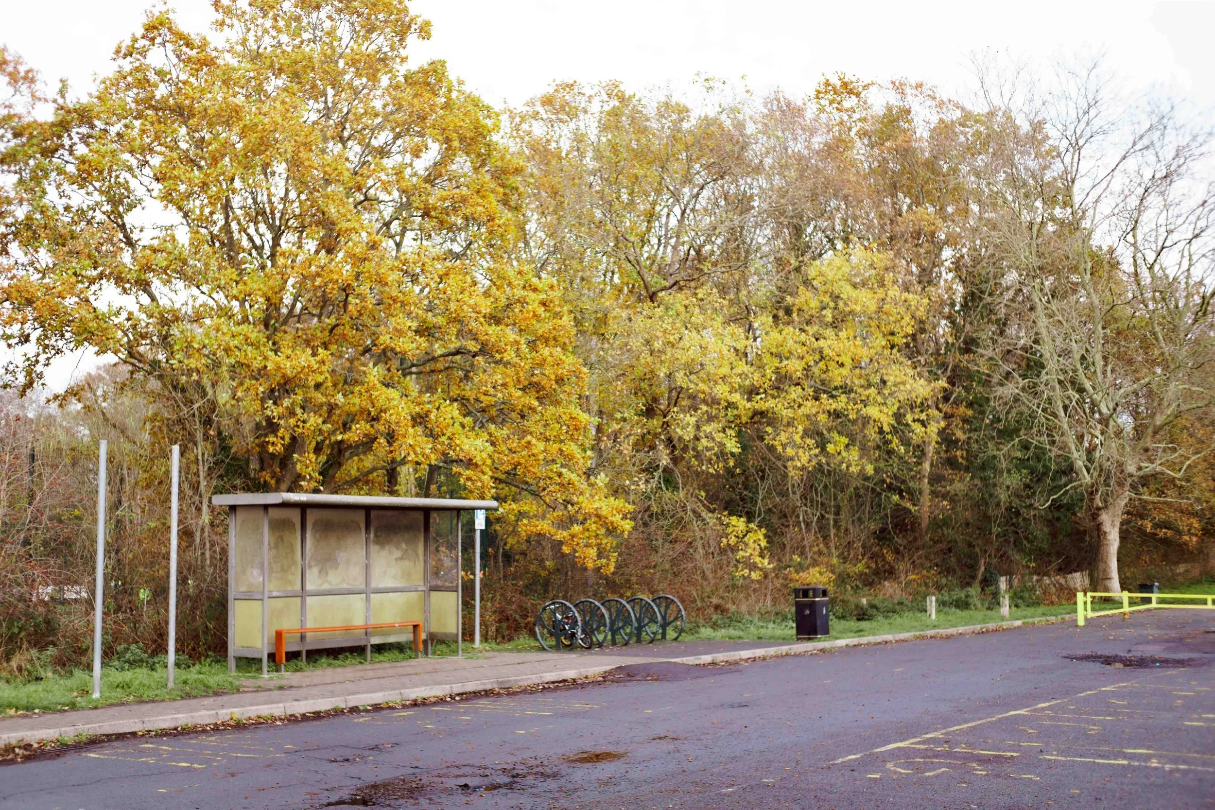 Bus stop shelter with a bench, bike racks, and a trash can on a paved area, surrounded by trees with yellow and brown autumn leaves.