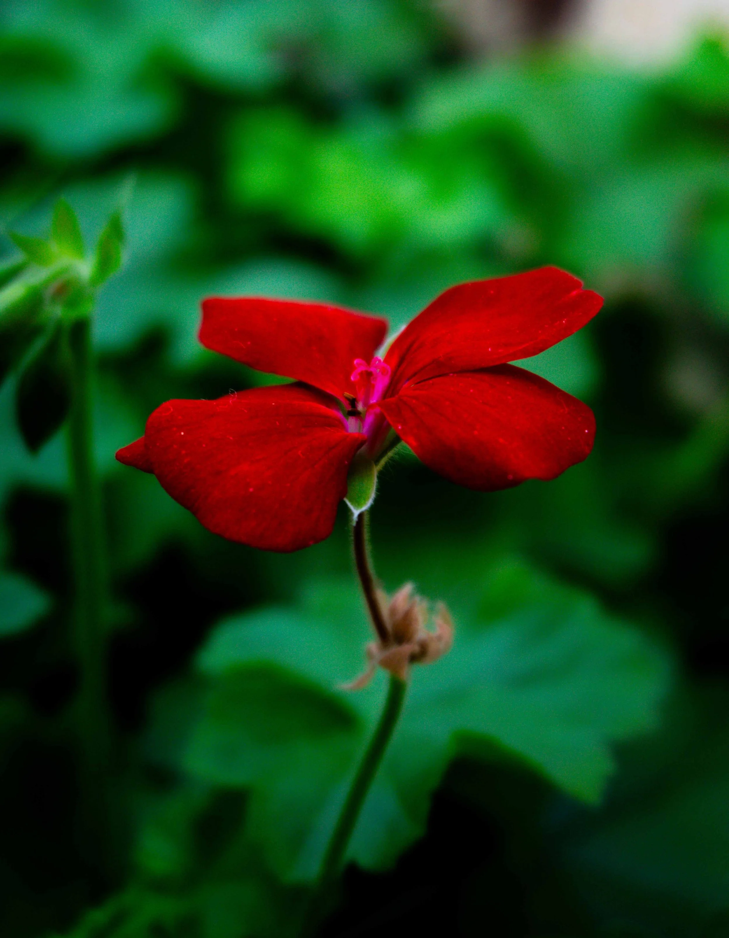 A vibrant red flower with five petals, a small pink center, and surrounded by green leaves.
