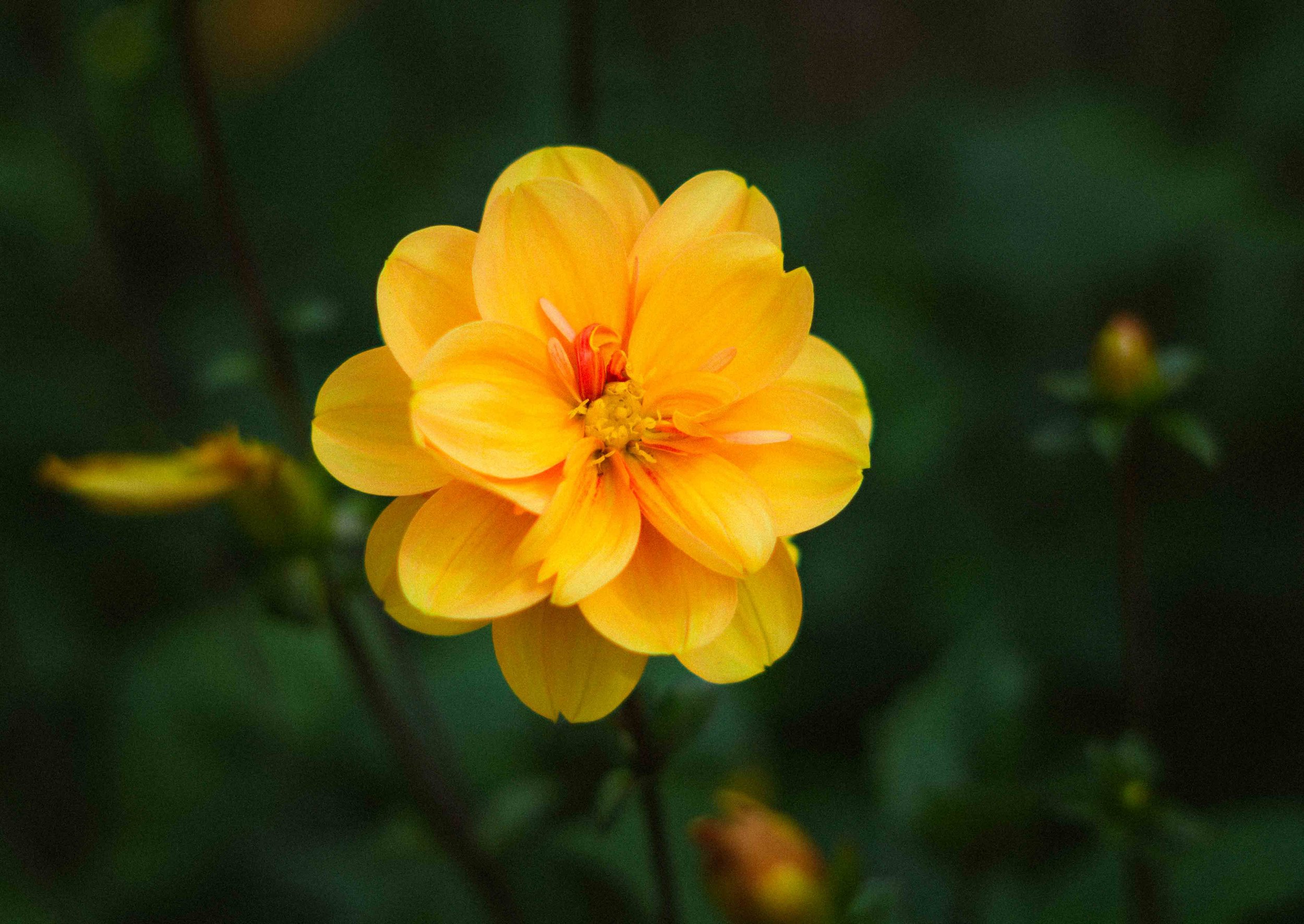 Close-up of a yellow flower with layered petals, set against a dark green blurred background.