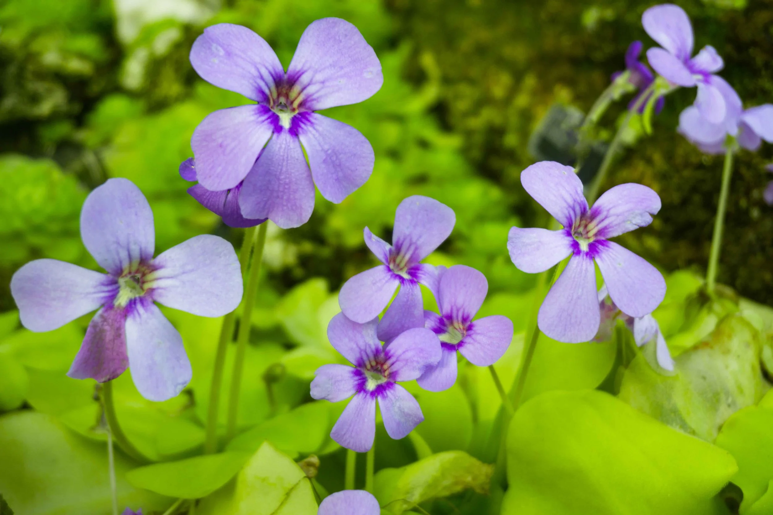 Close-up of purple and lavender flowers with green leaves in the background.