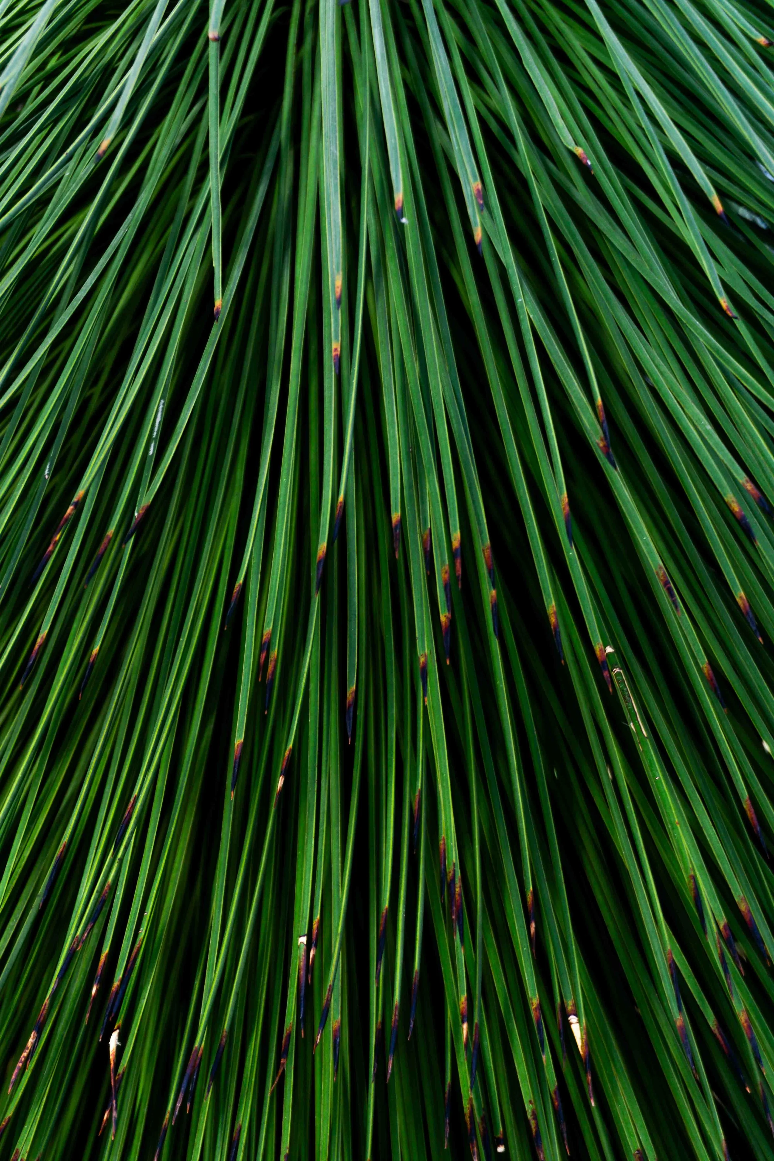 Close-up of long, narrow green grass blades with some tips showing hints of brown or purple.