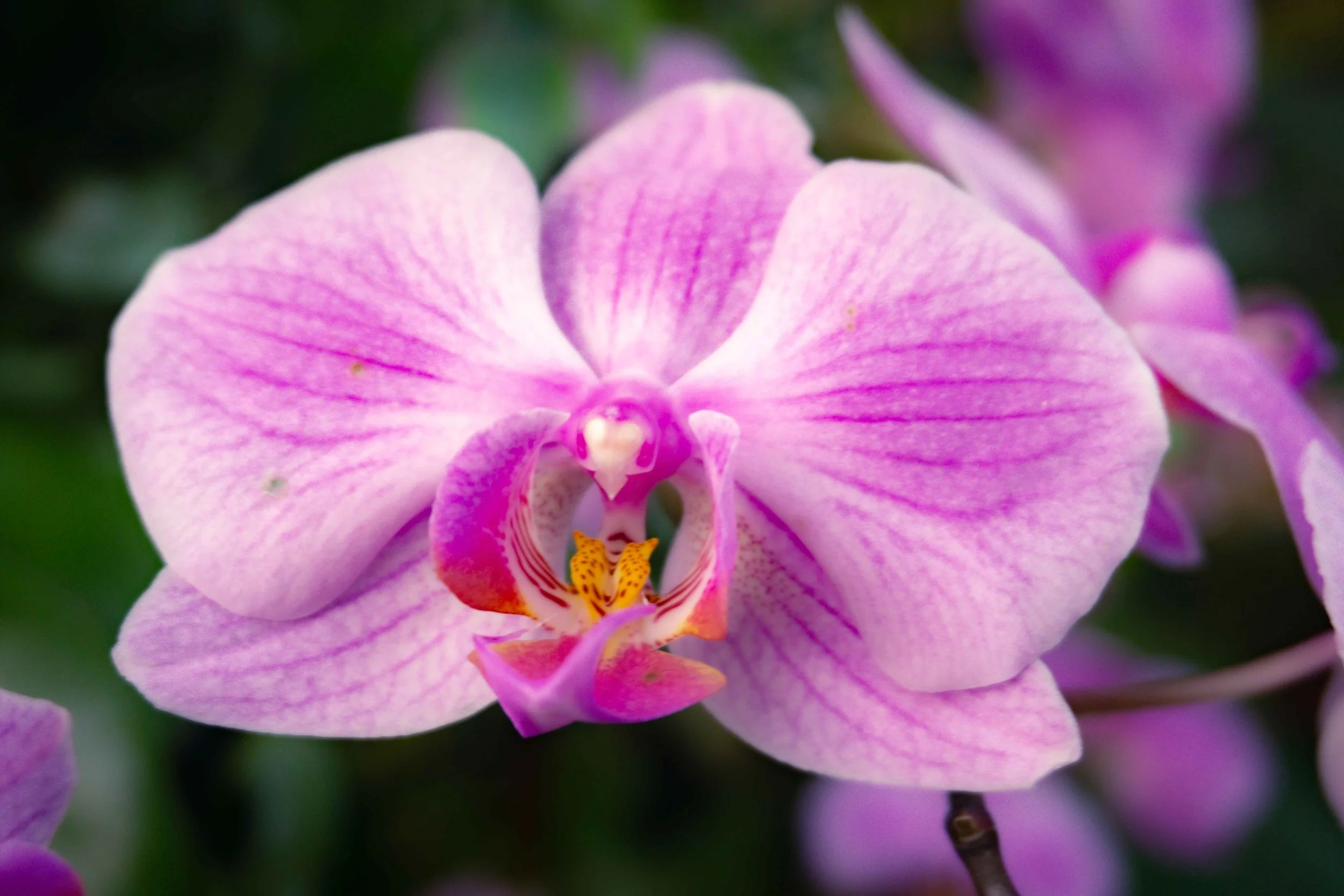 Close-up of a pink and purple orchid flower with detailed petals and lip.