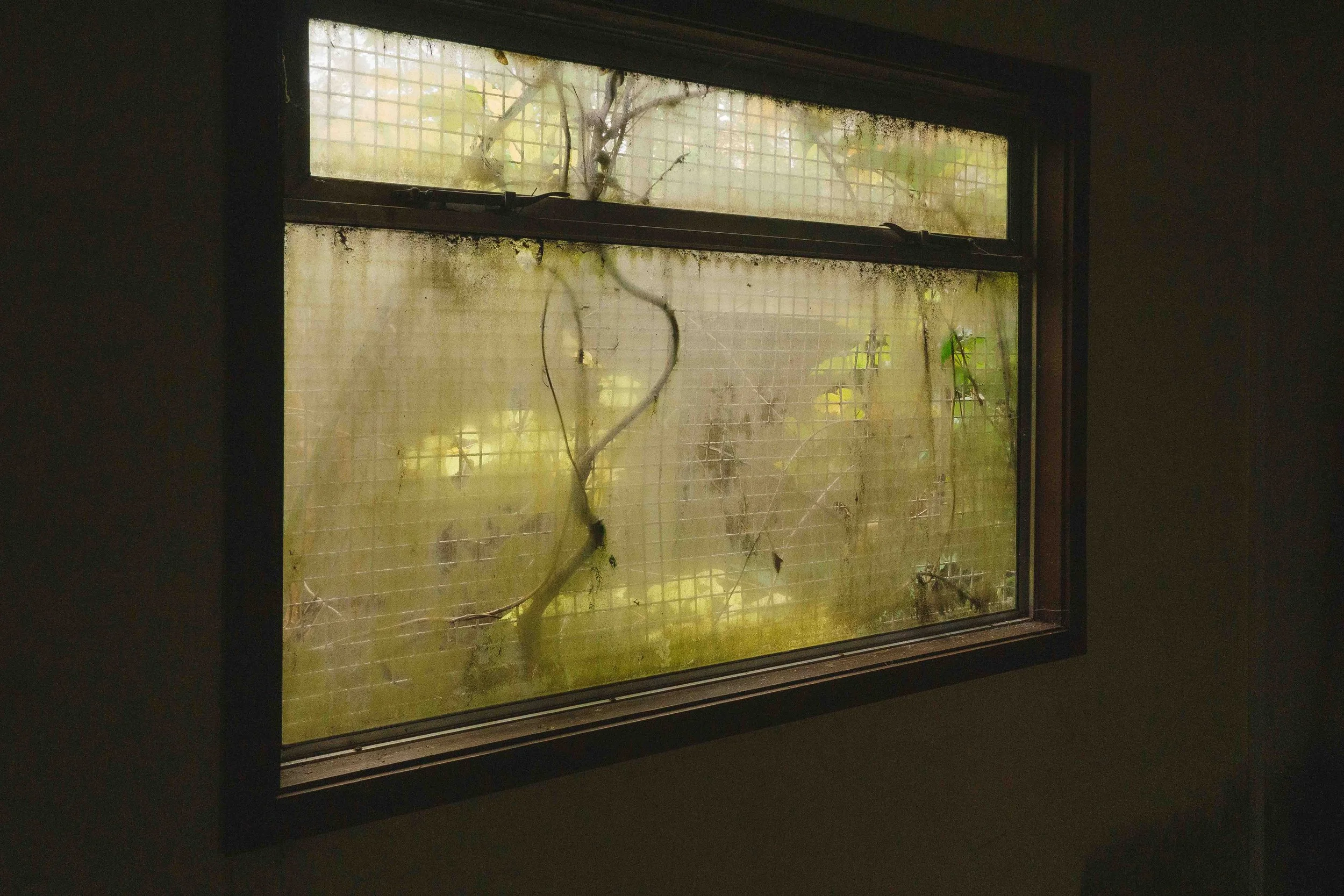 Dirty window with grime and dried vines on the glass, framed by a dark wall inside a building.