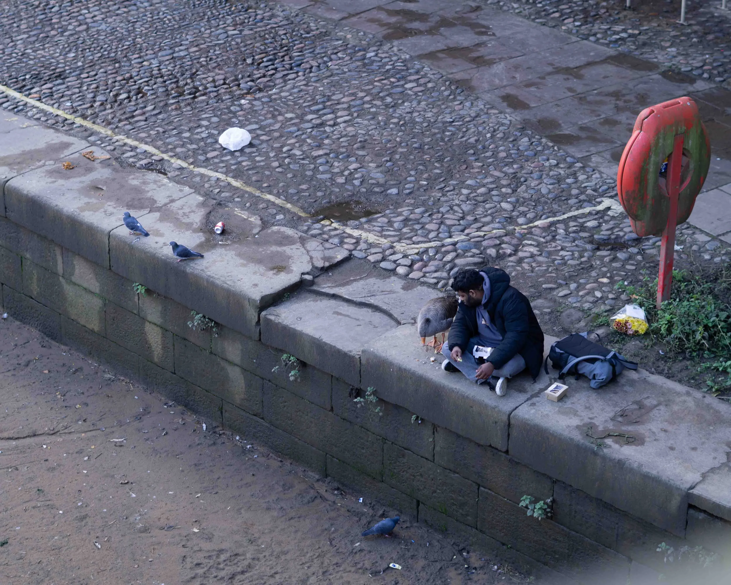 A man sitting on a stone ledge next to a duck, with pigeons nearby, in an urban setting with cobblestone pavement and an old red street phone booth.