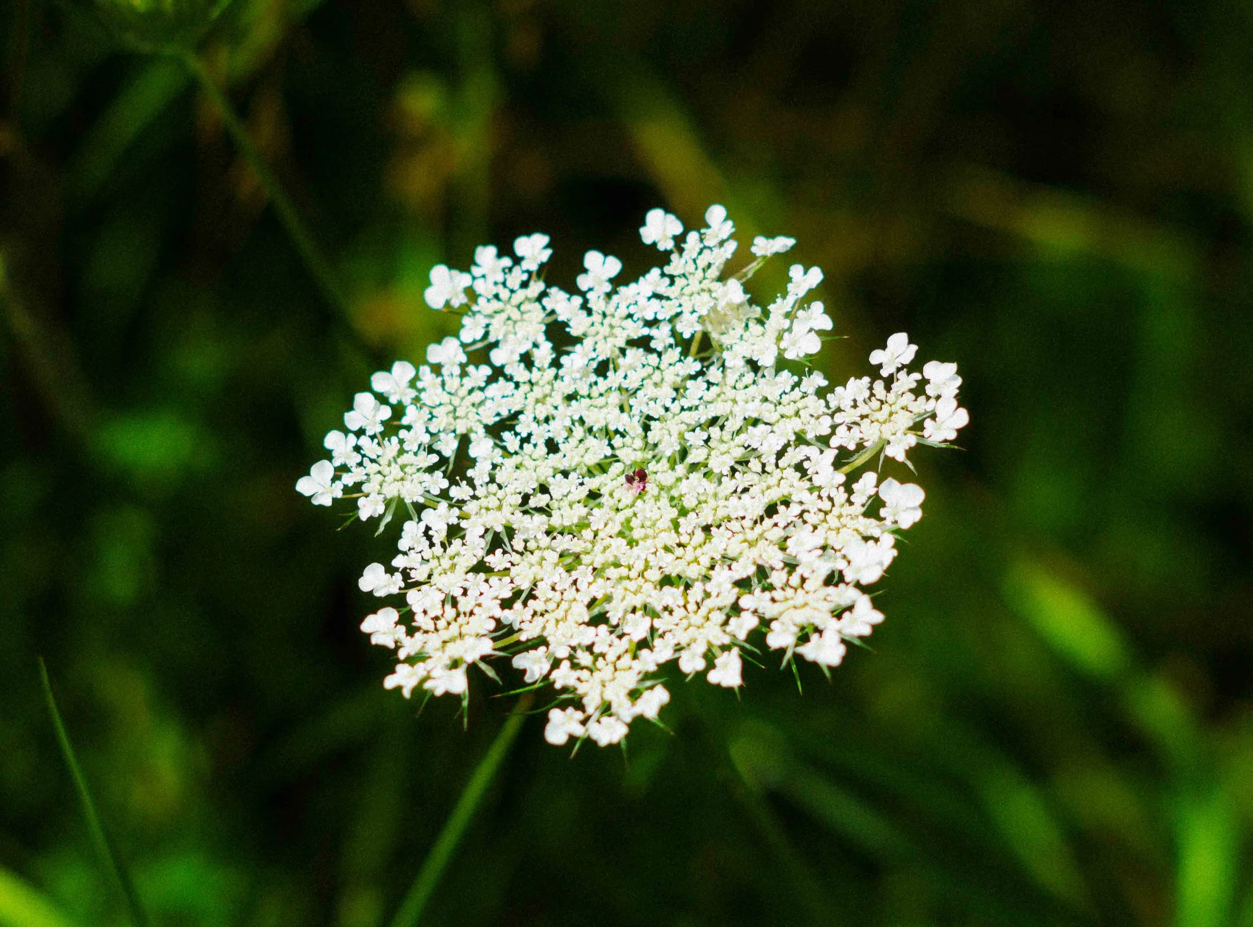 A close-up of a white Queen Anne's lace flower with many tiny white petals and a small pink center, against a dark green blurred background.