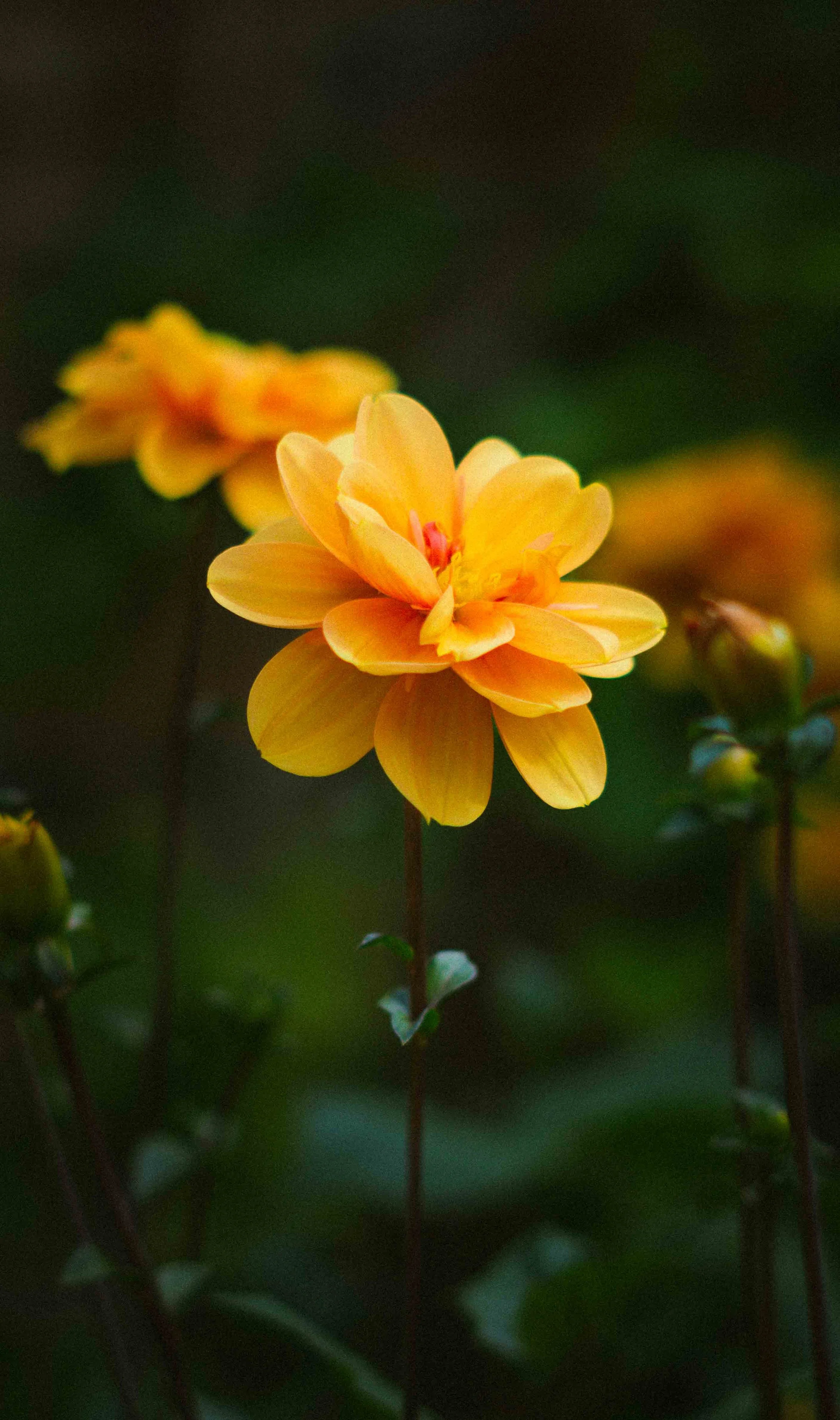A close-up of a yellow-orange flower with layered petals and a dark green blurred background.