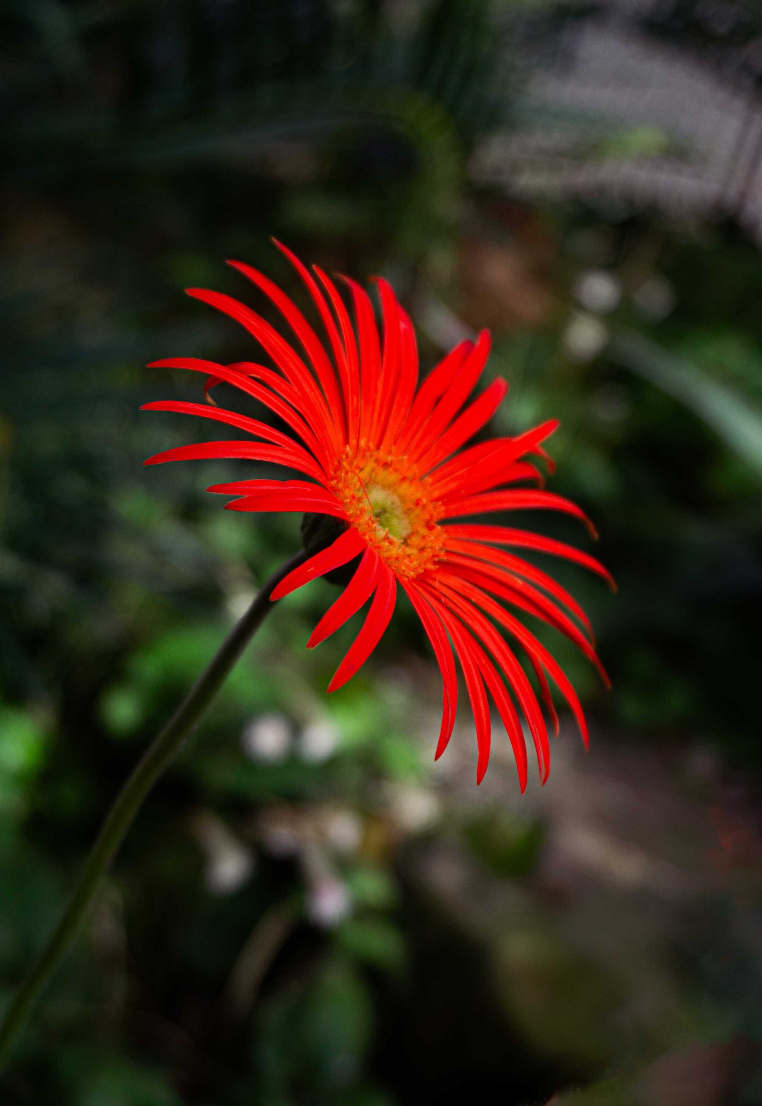 A close-up of a bright red flower with long, narrow petals against a blurred green background.