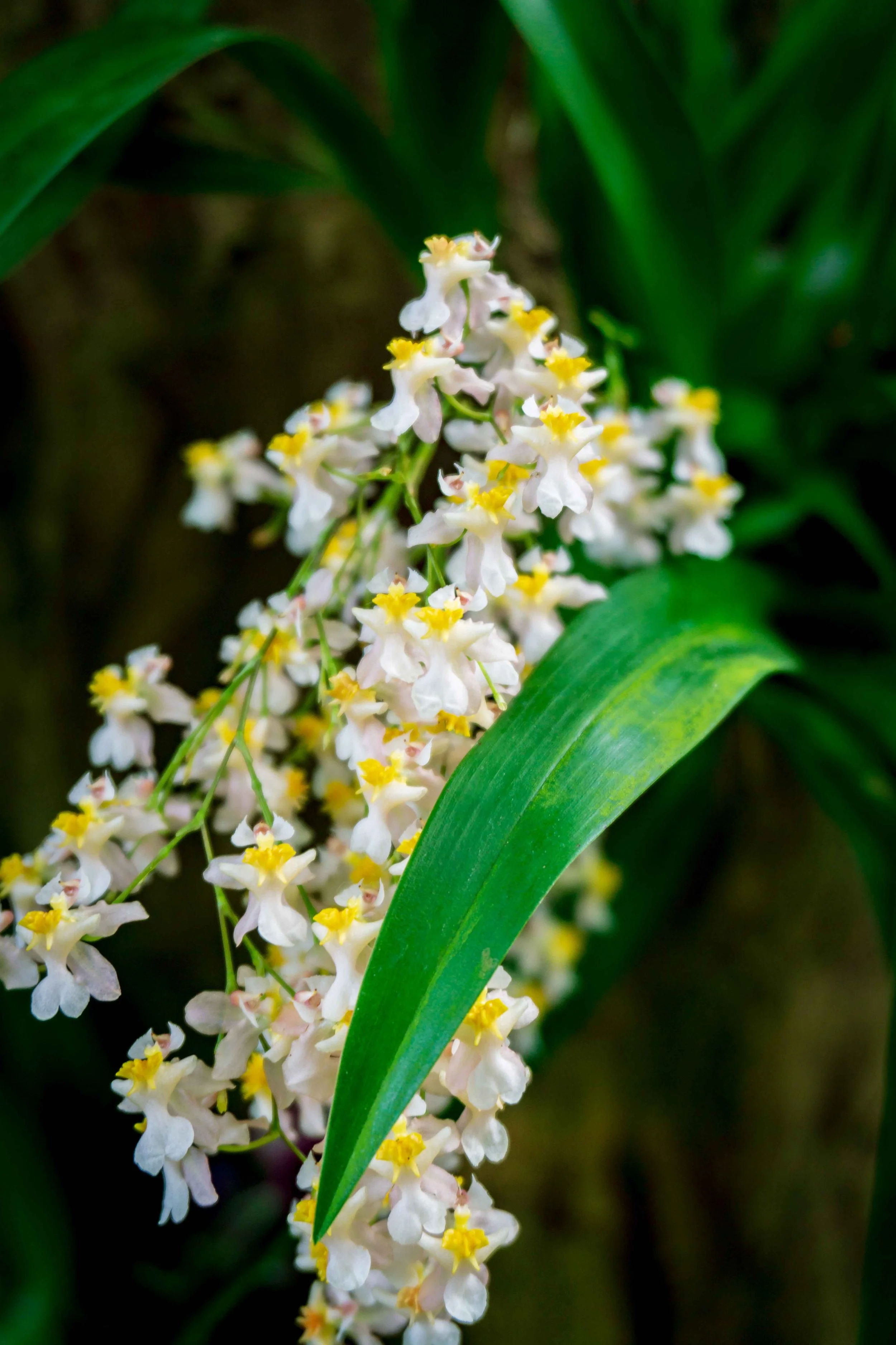 Close-up of white and yellow flowers on a green plant with long green leaves.