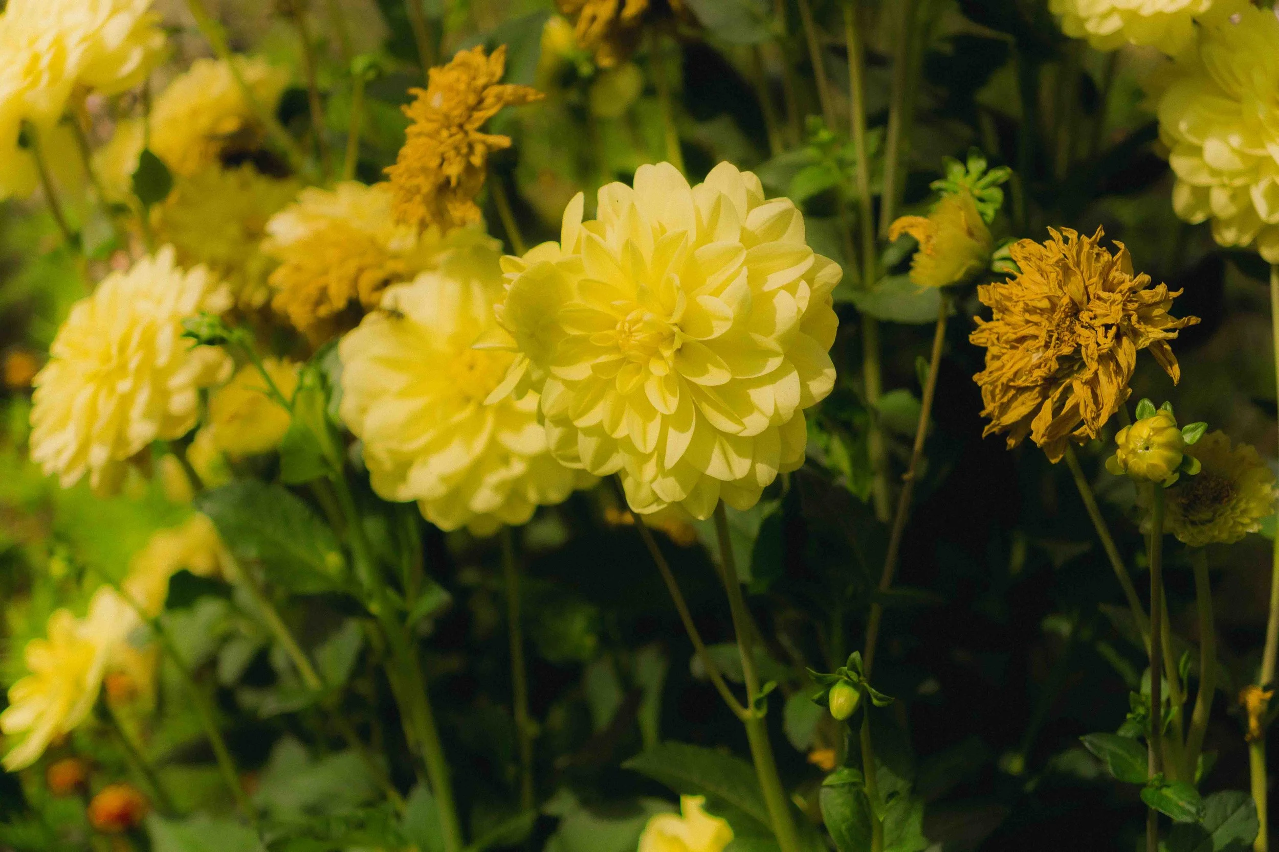 Yellow and orange dahlia flowers in a garden.