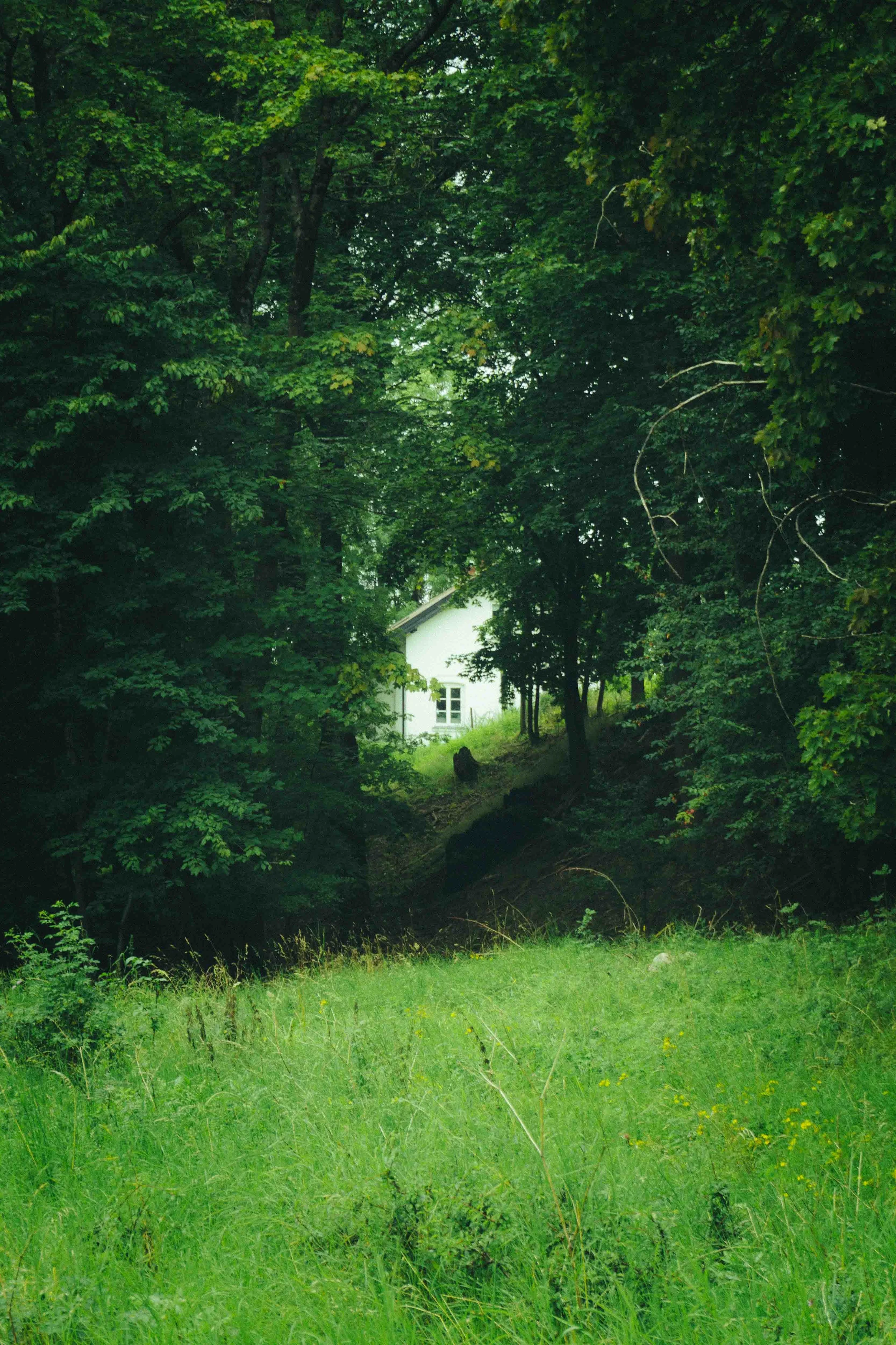 A white house partially visible through dense green trees and foliage in a lush natural setting.