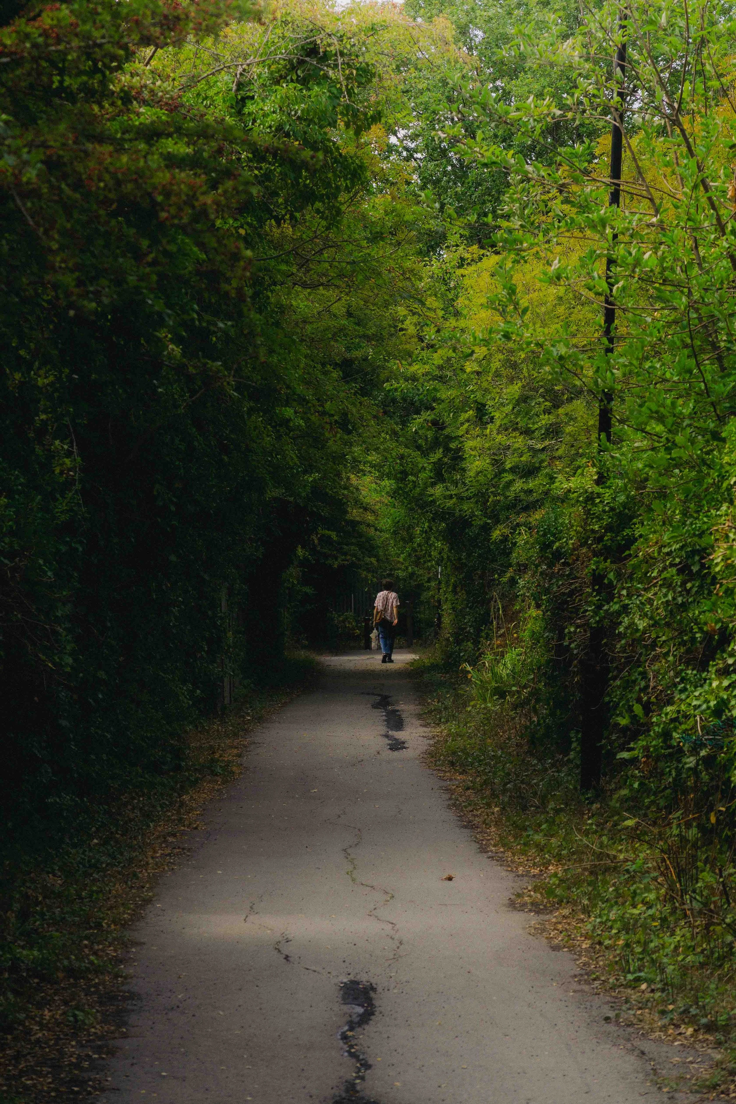 Person walking along a tree-lined paved trail in a forested area.