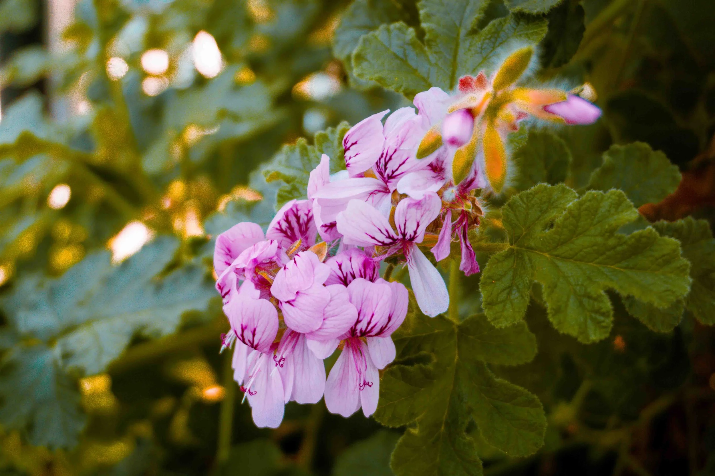 Close-up of pink and white geranium flowers with green leaves in the background.