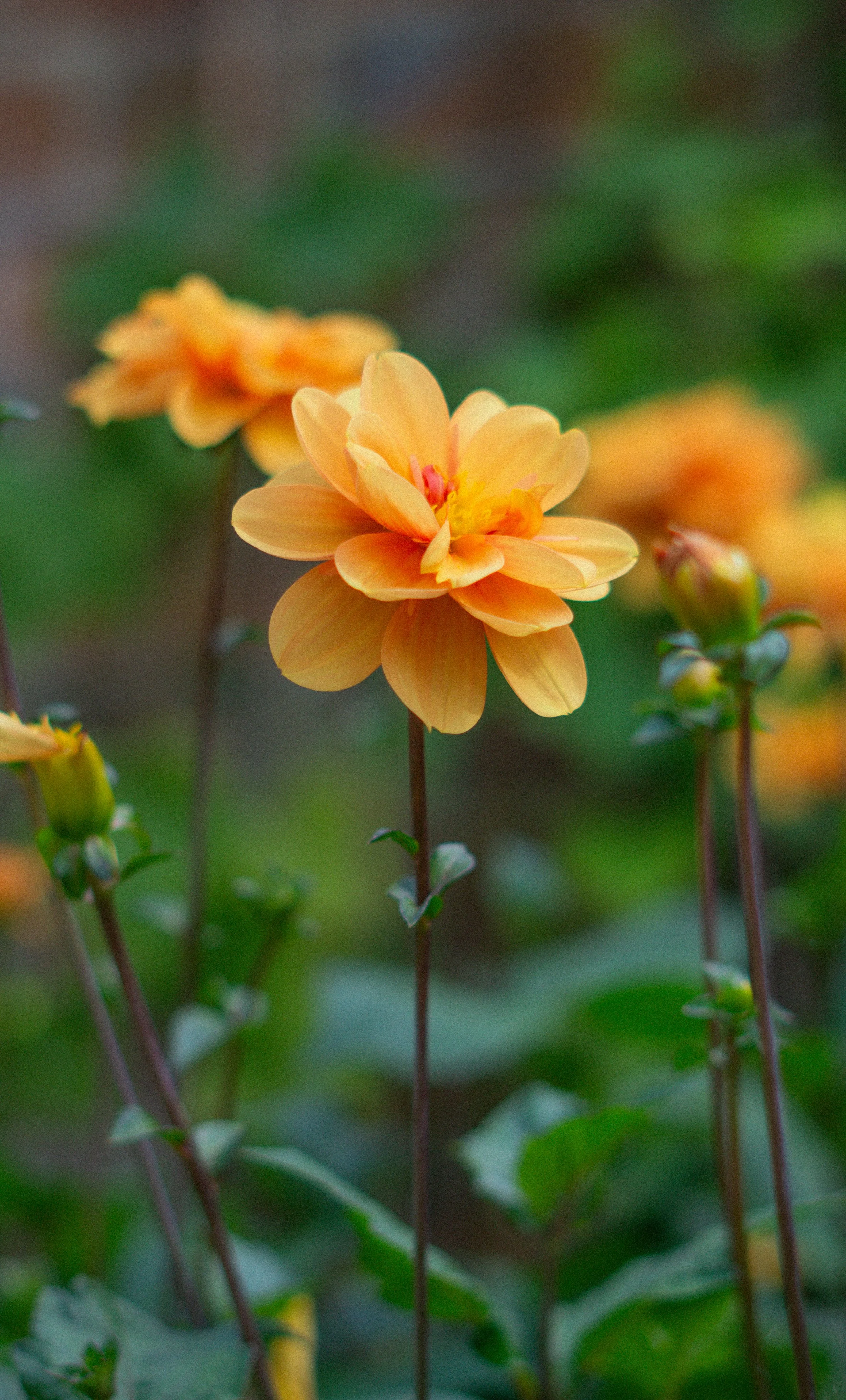 Close-up of a peach-colored flower with multiple petals and a yellow center, surrounded by green leaves and blurred background.