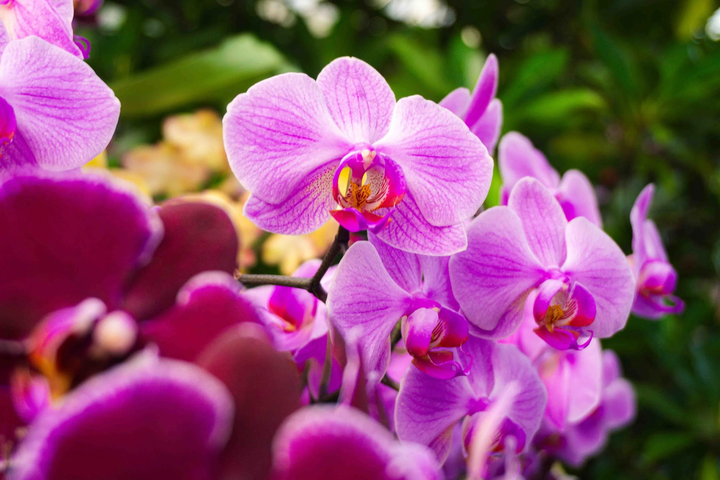 Close-up of pink and purple orchids with green foliage in the background.