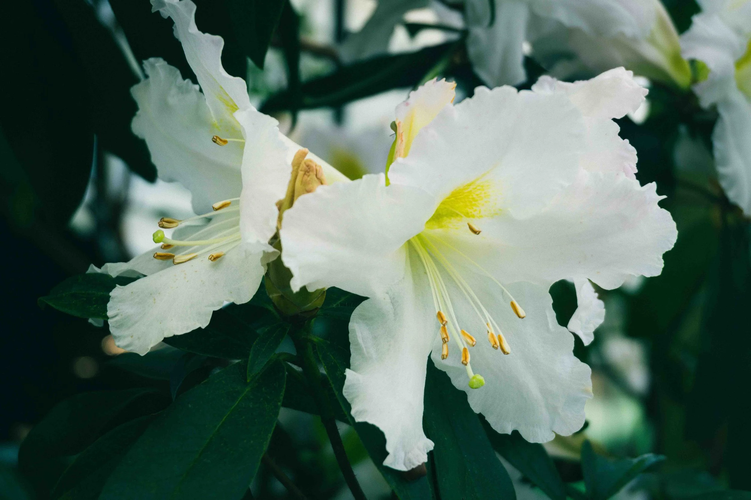 Close-up of a white azalea flower with yellow accents and dark green leaves in the background.