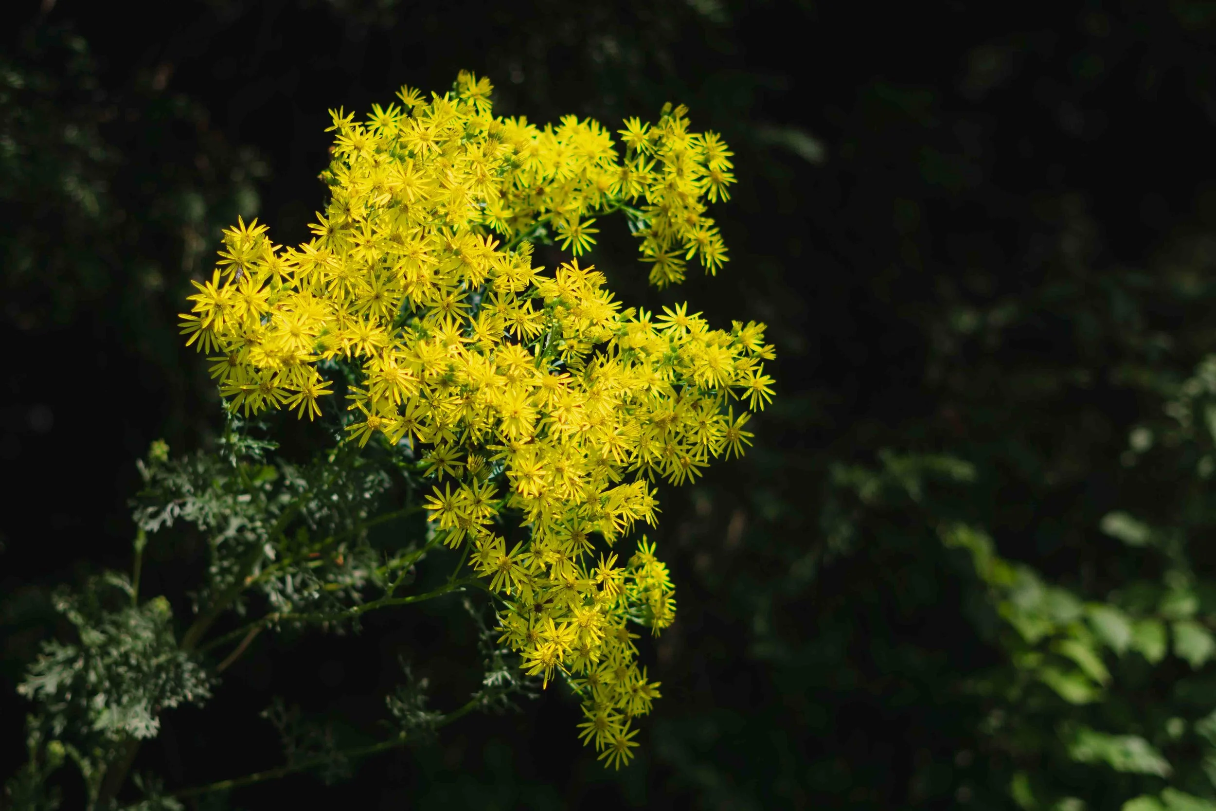 Yellow flowering plant with small star-shaped flowers and dark green foliage in the background.