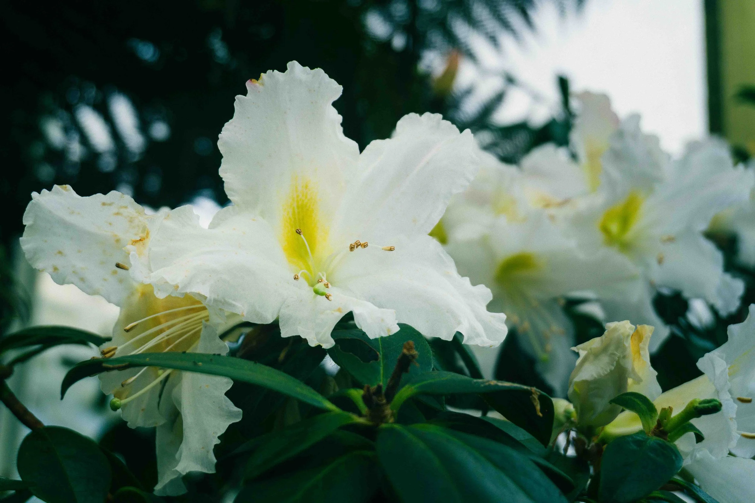 Close-up of white rhododendron flowers with yellow markings, surrounded by green leaves.