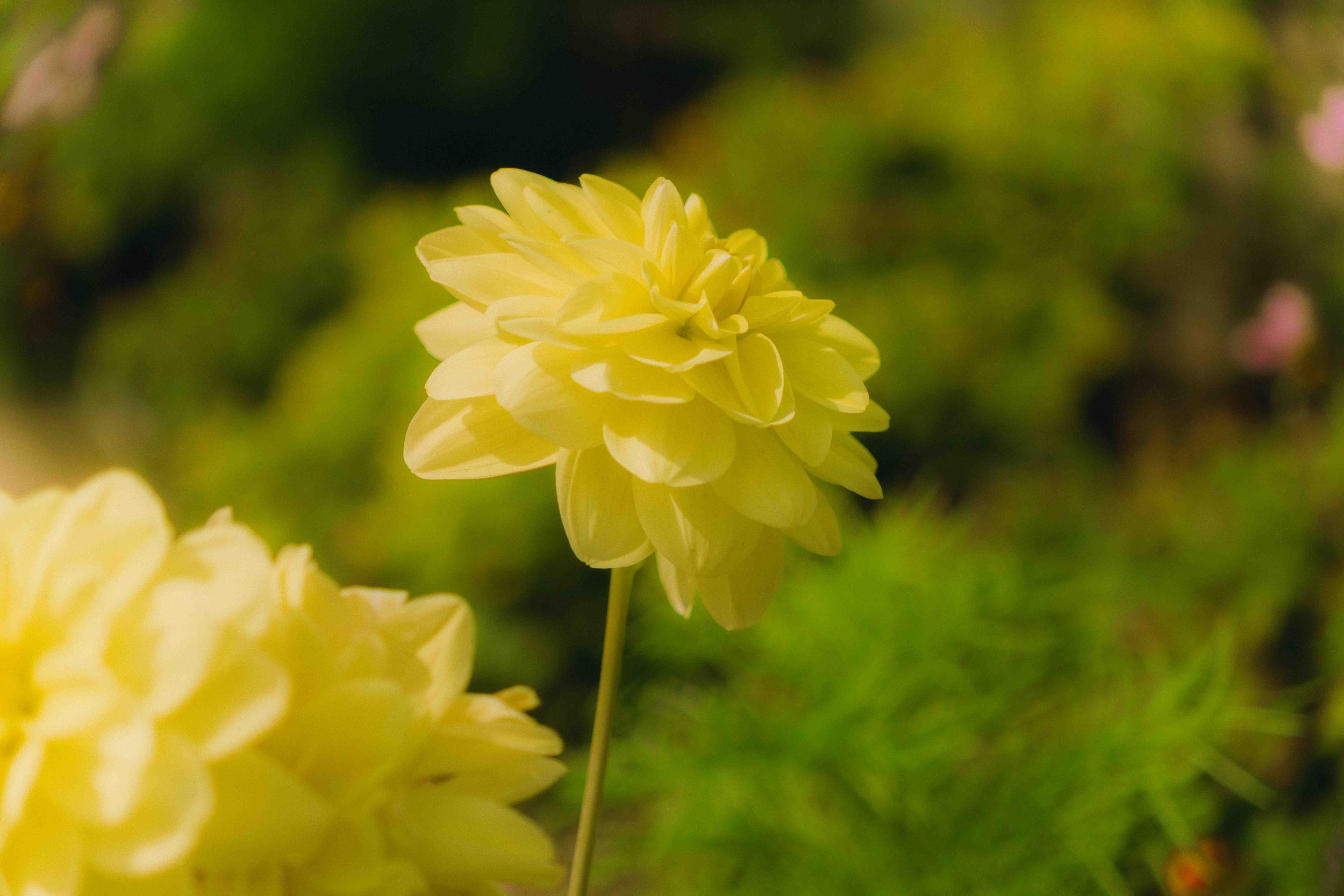Close-up of a yellow dahlia flower in bloom with a slightly blurred green background.