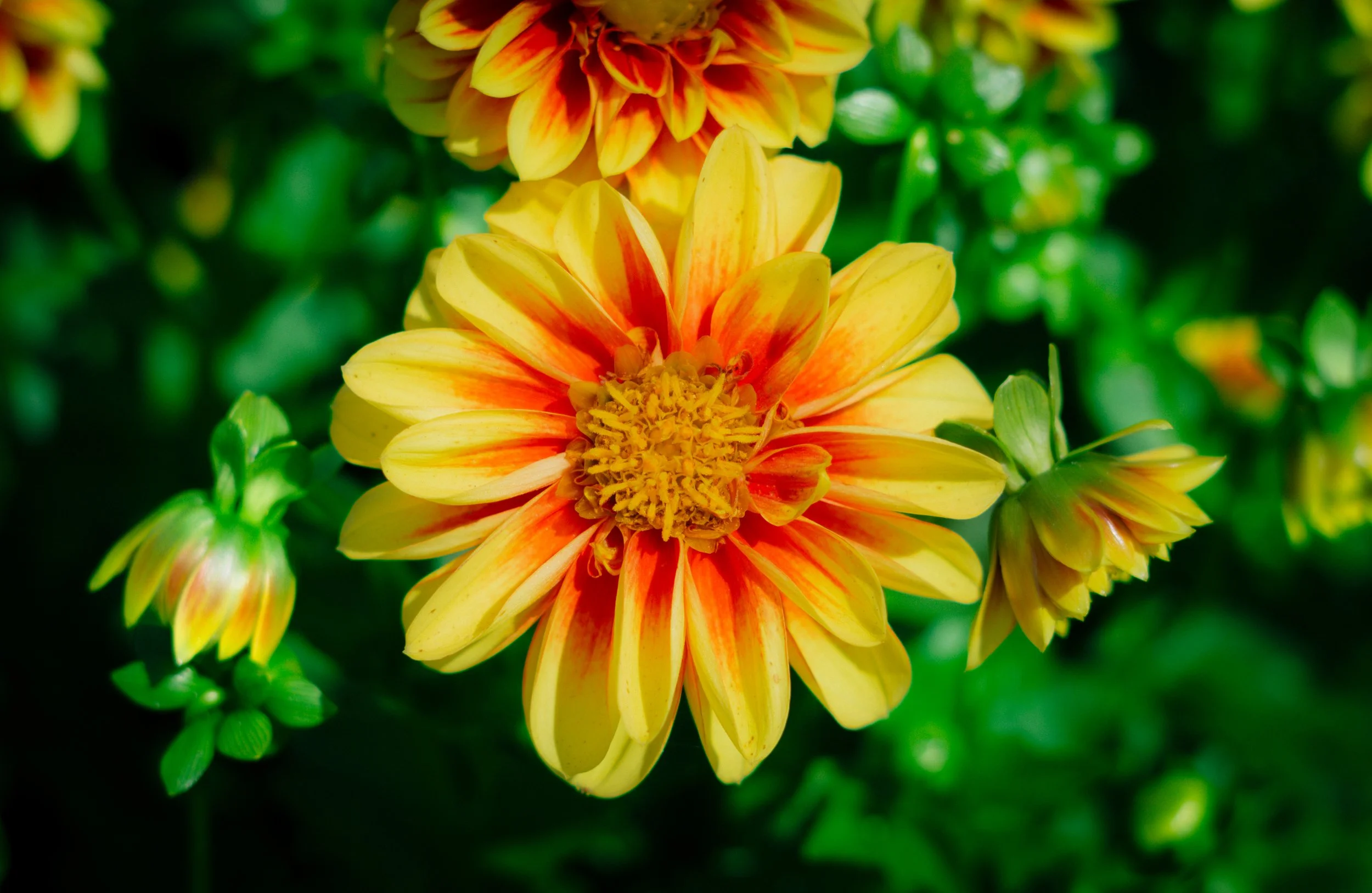 Close-up of a vibrant yellow and orange dahlia flower surrounded by green foliage and buds.