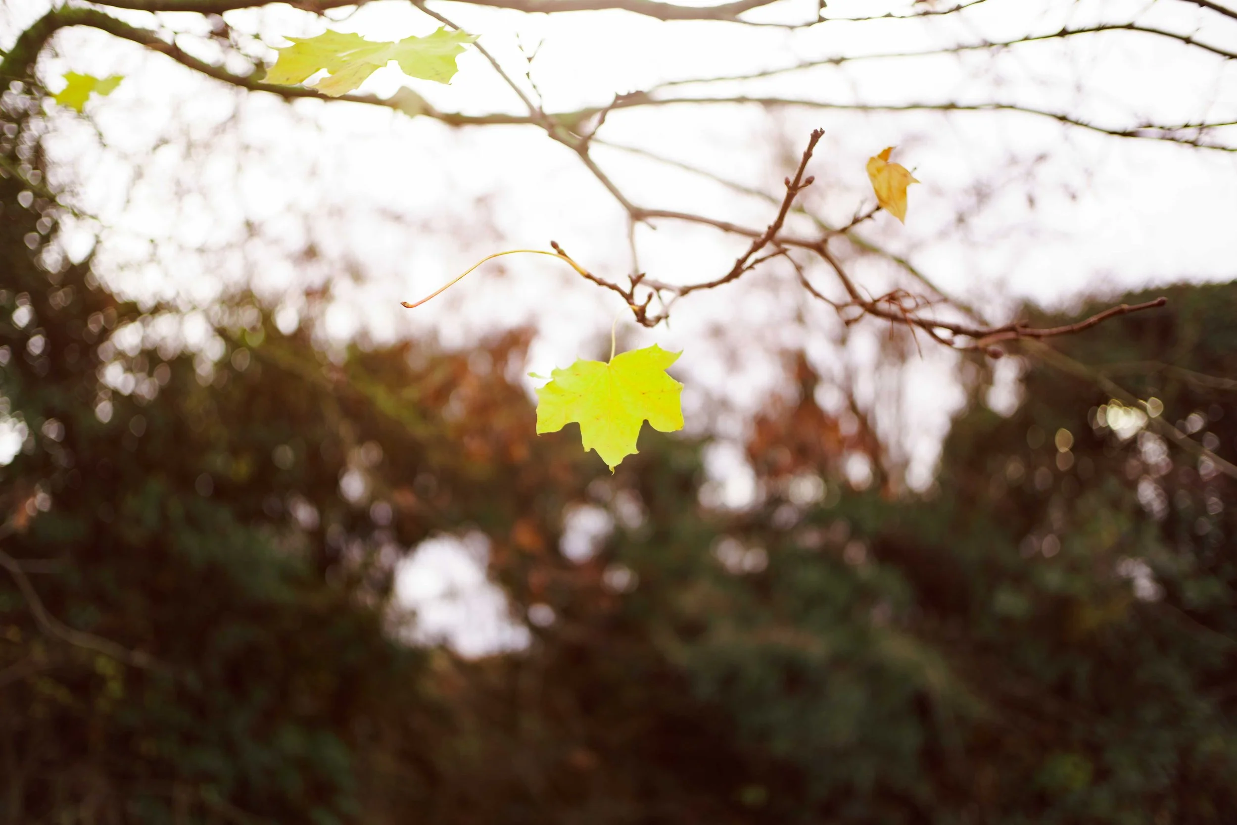 Single green leaf hanging from a thin branch against blurred background of autumn trees.