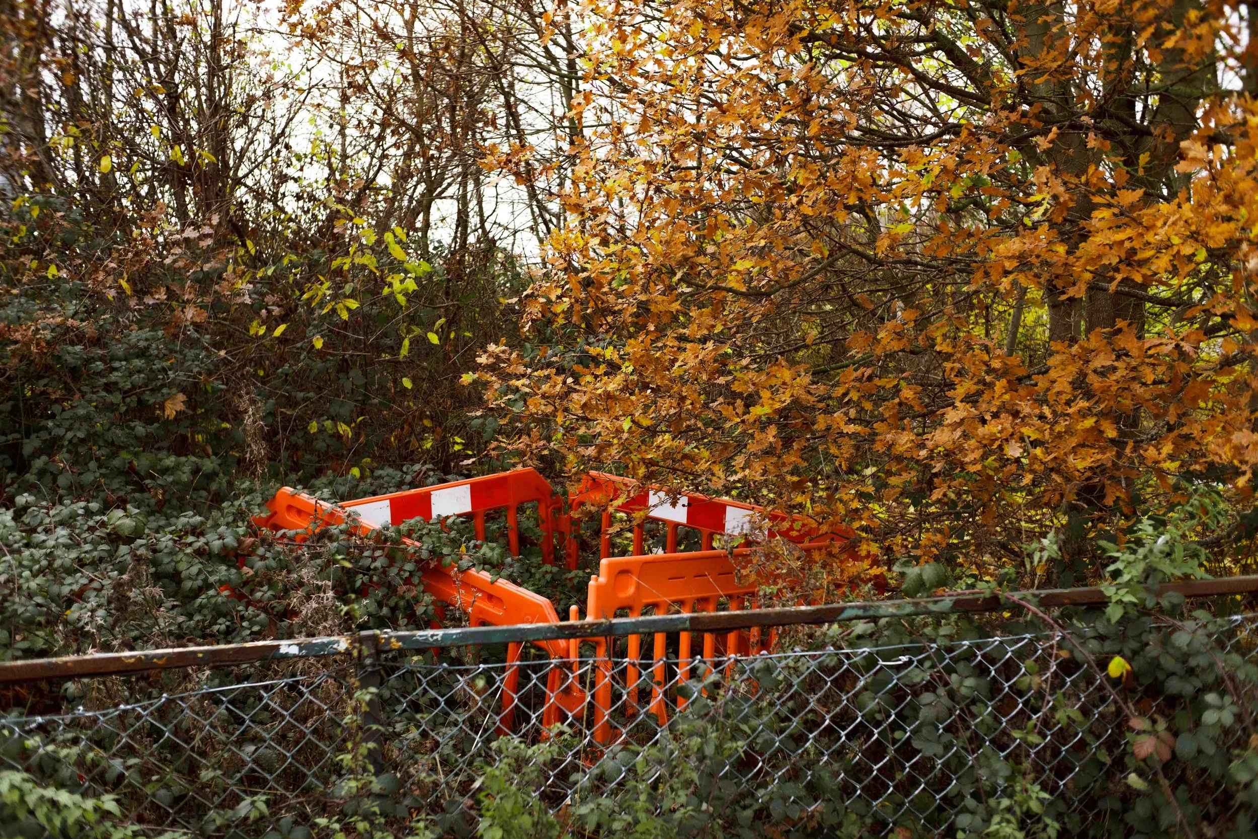 Fallen autumn leaves and bushes with orange and white plastic barriers behind a chain-link fence.