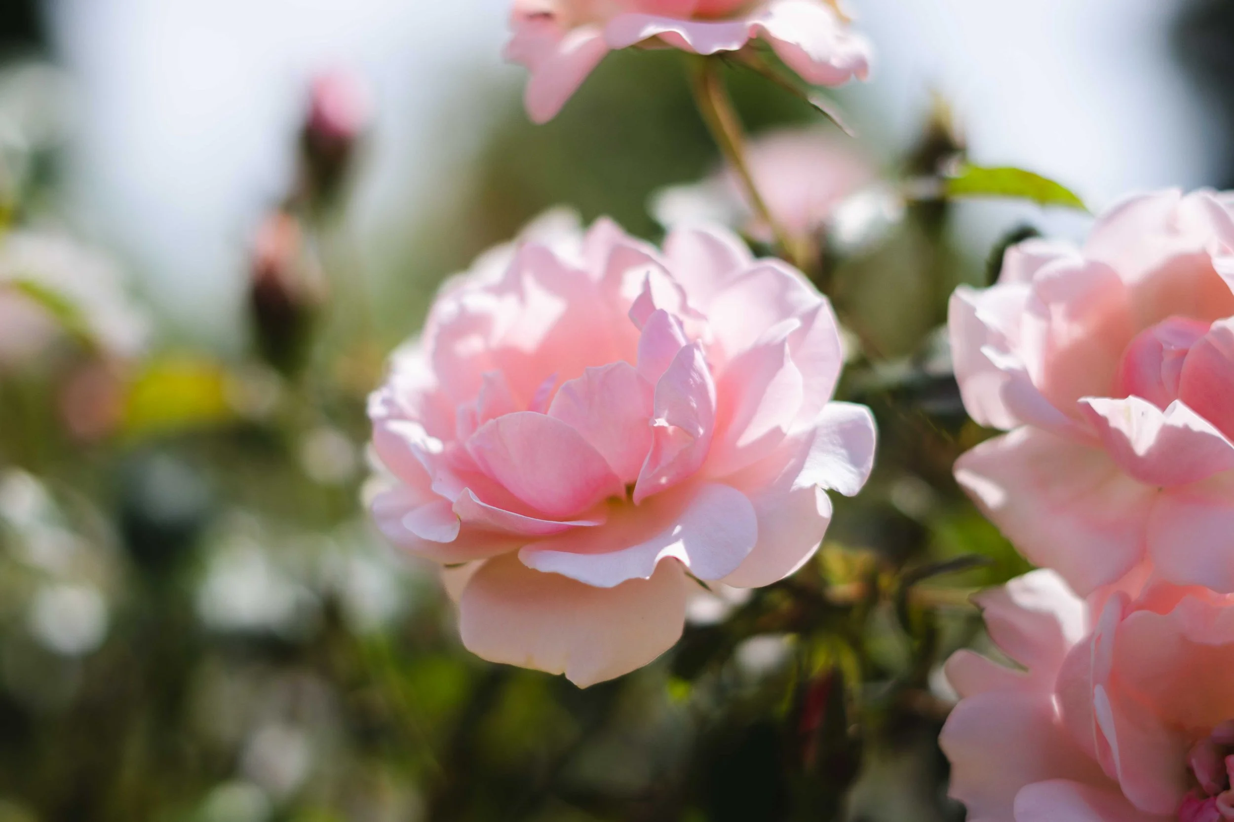 Close-up of pink roses blossoming with blurred green and pink background.