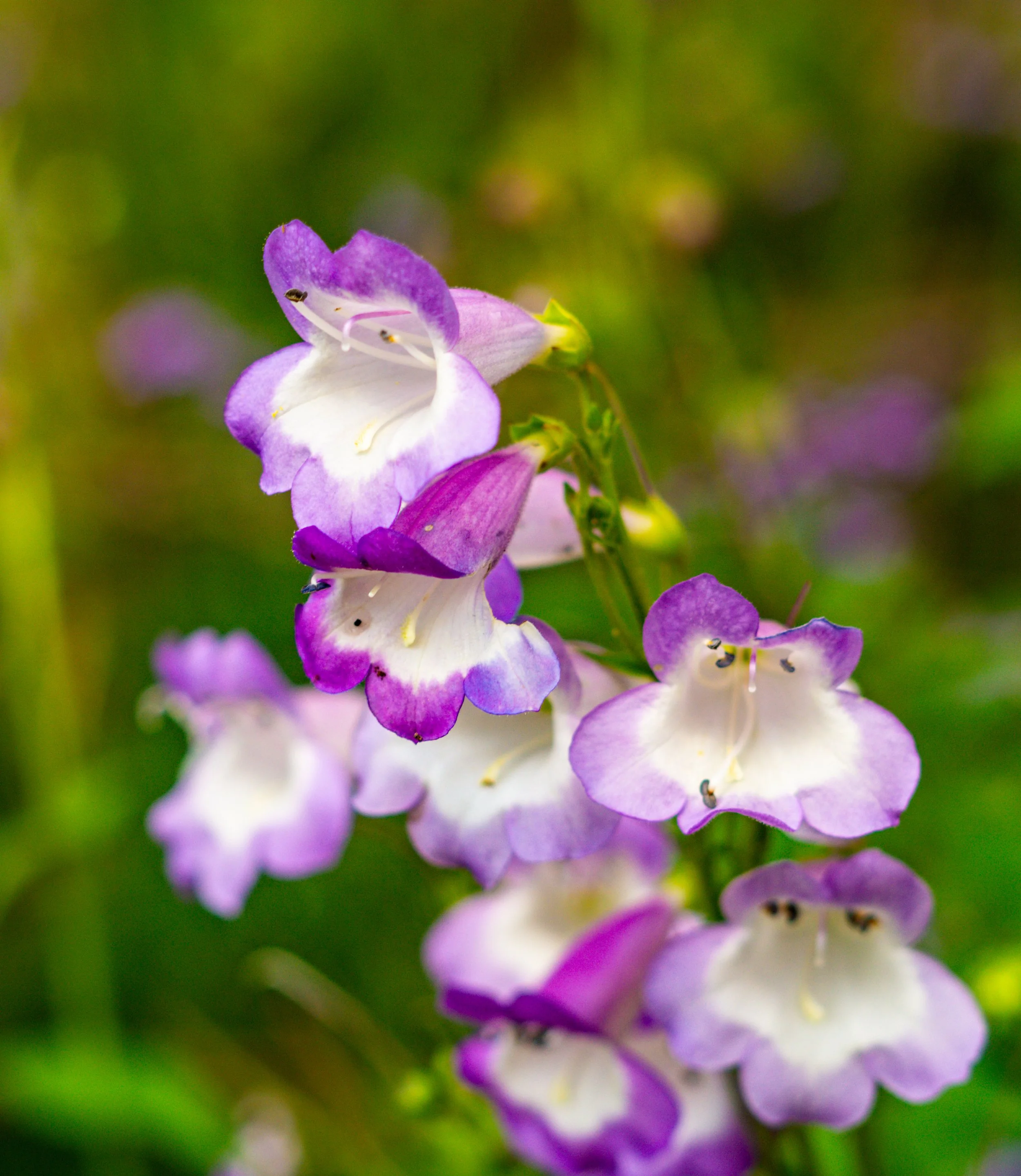 Close-up of purple and white bell-shaped flowers with green background.