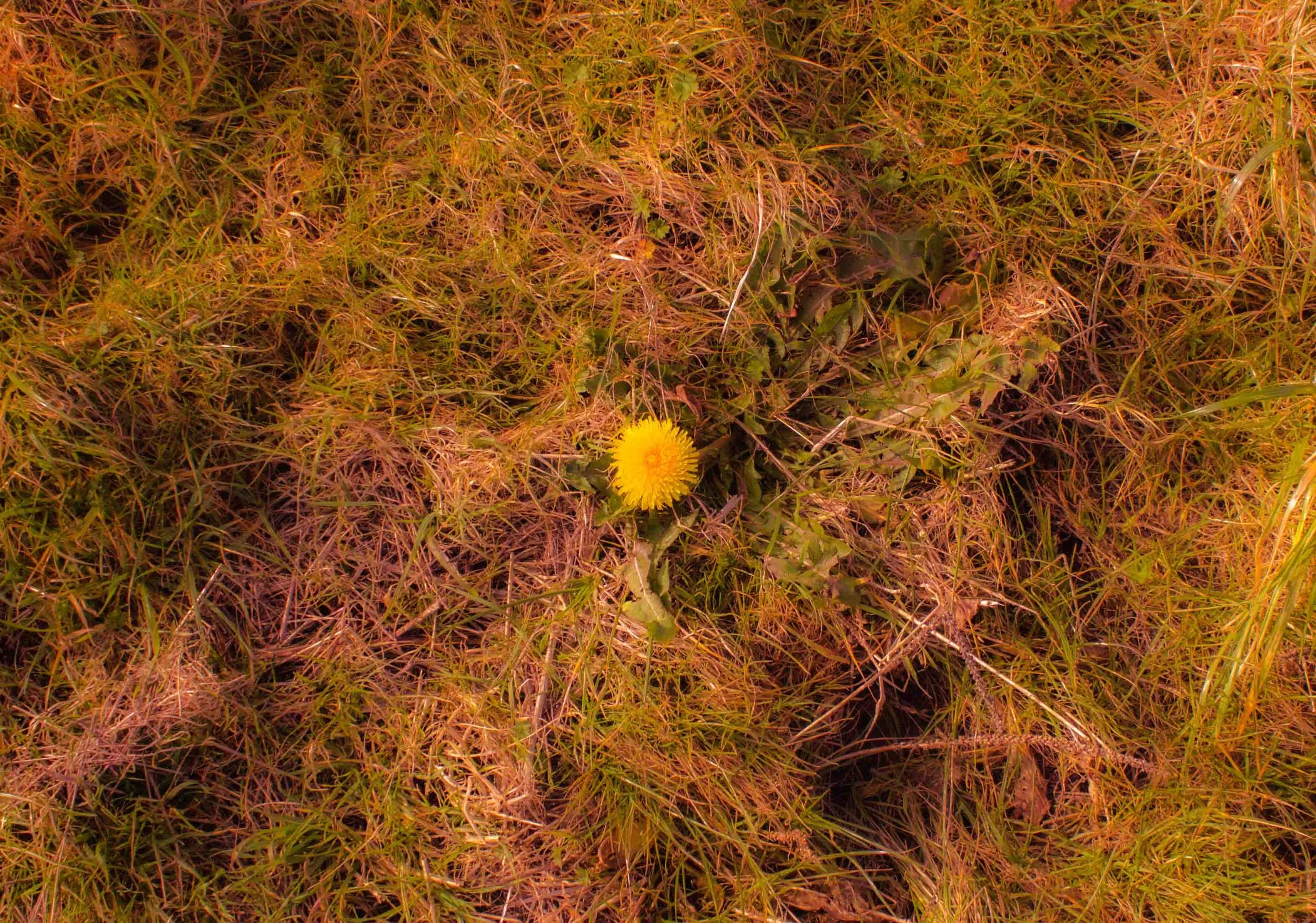 A yellow dandelion flower surrounded by dry and green grass.