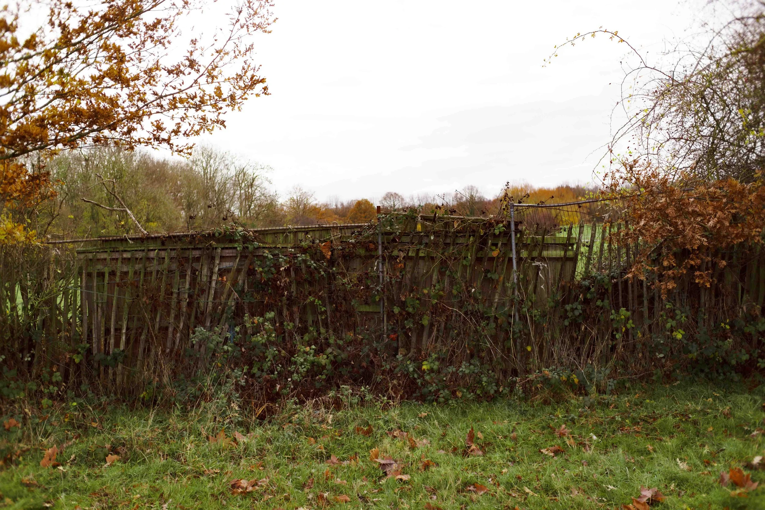Overgrown, damaged wooden and metal fence with climbing plants and fallen leaves in a park during autumn day.