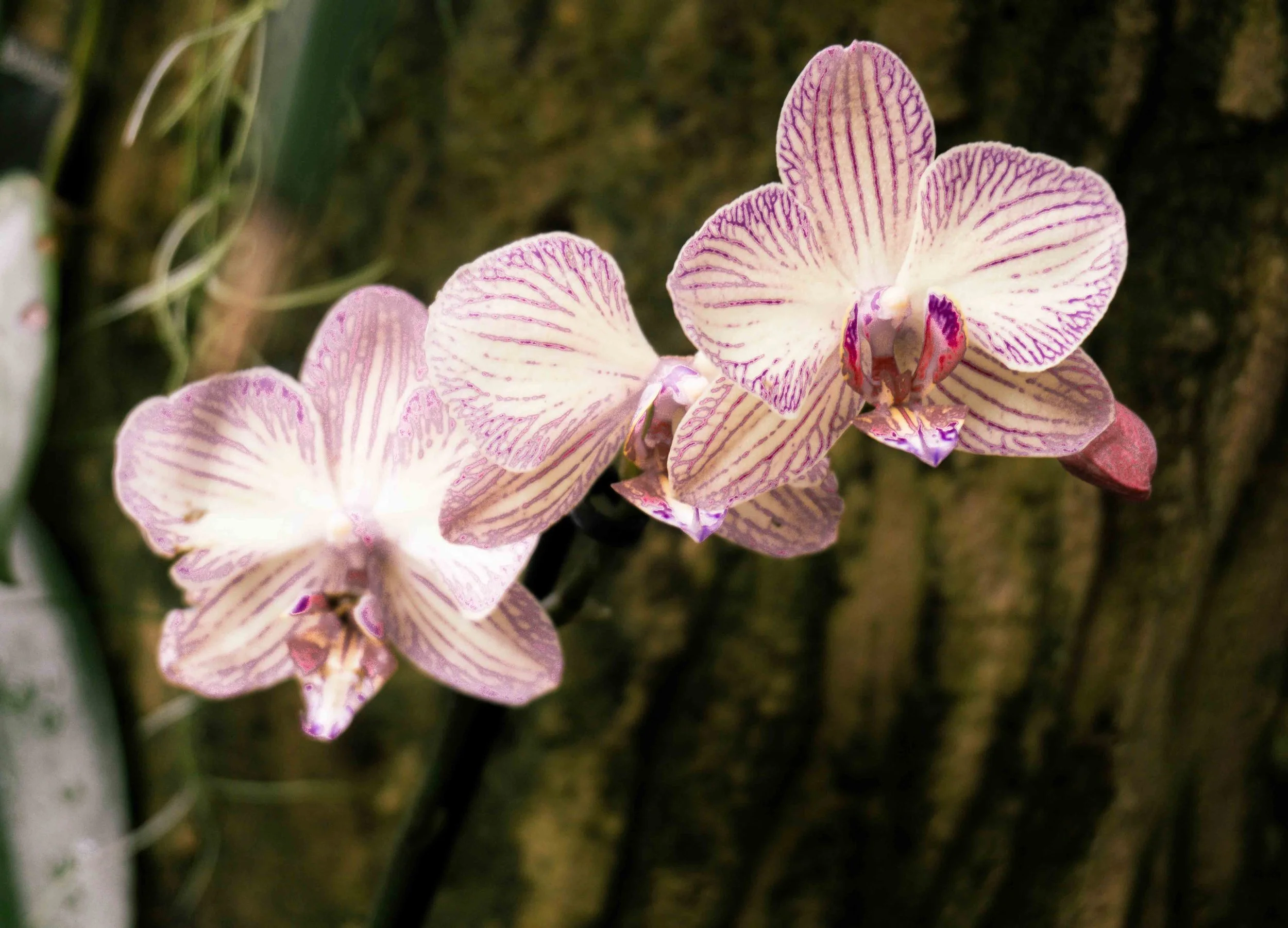 Close-up of pink and white orchid flowers with purple veins against a blurred brown background.
