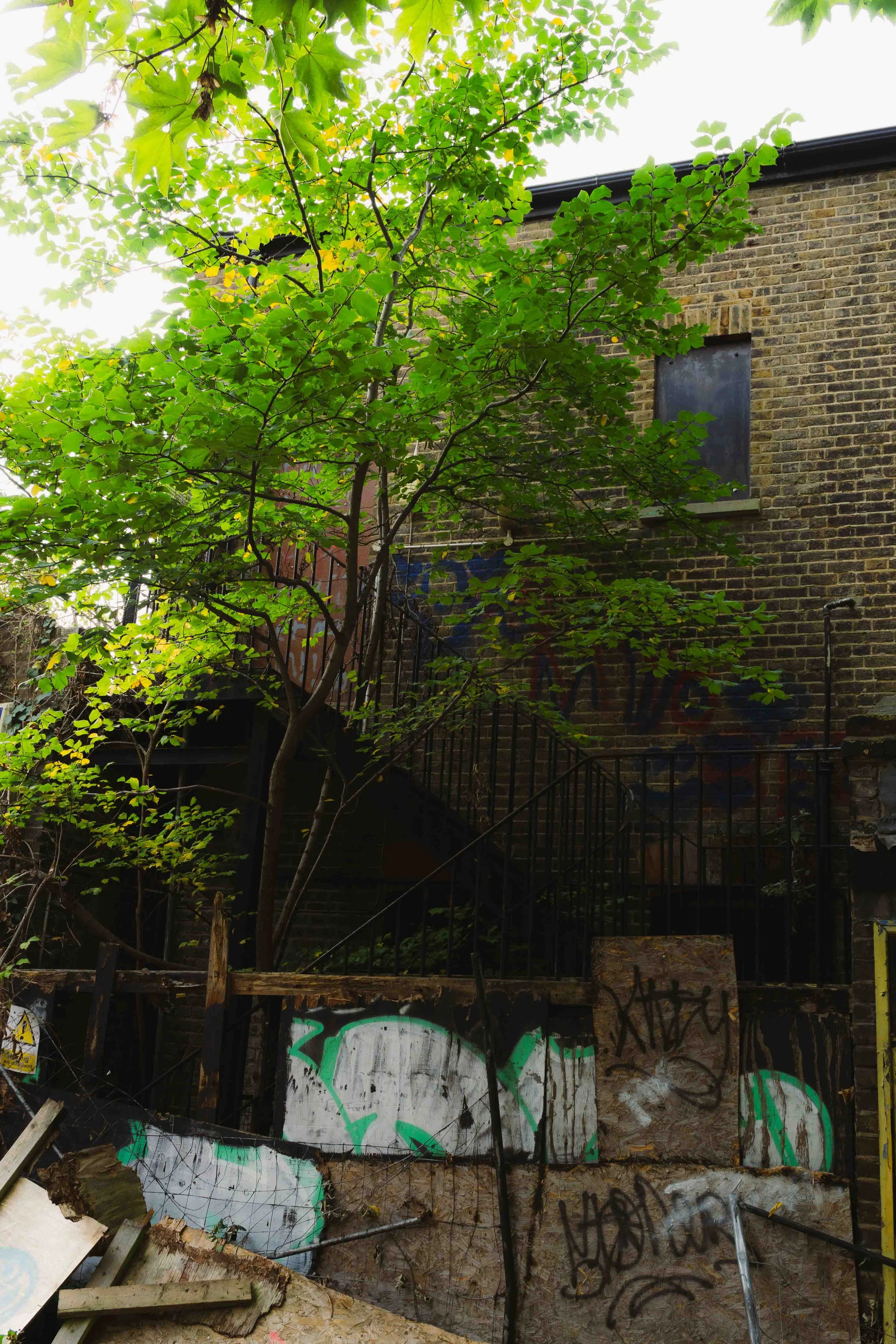 An urban scene showing a tree growing in front of an old brick building with boarded-up windows and graffiti on the wall, surrounded by debris and metal railings.