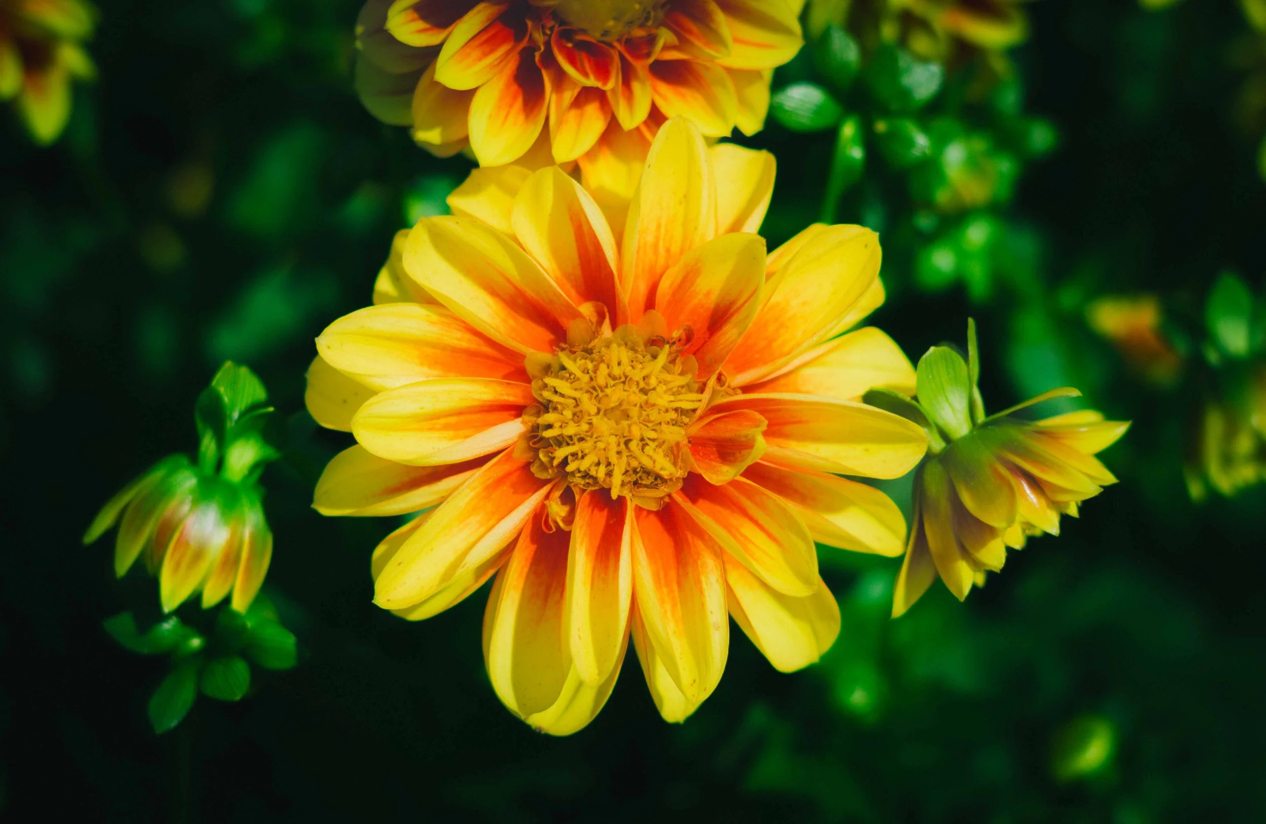 Close-up of a yellow and orange flower with green foliage in the background.