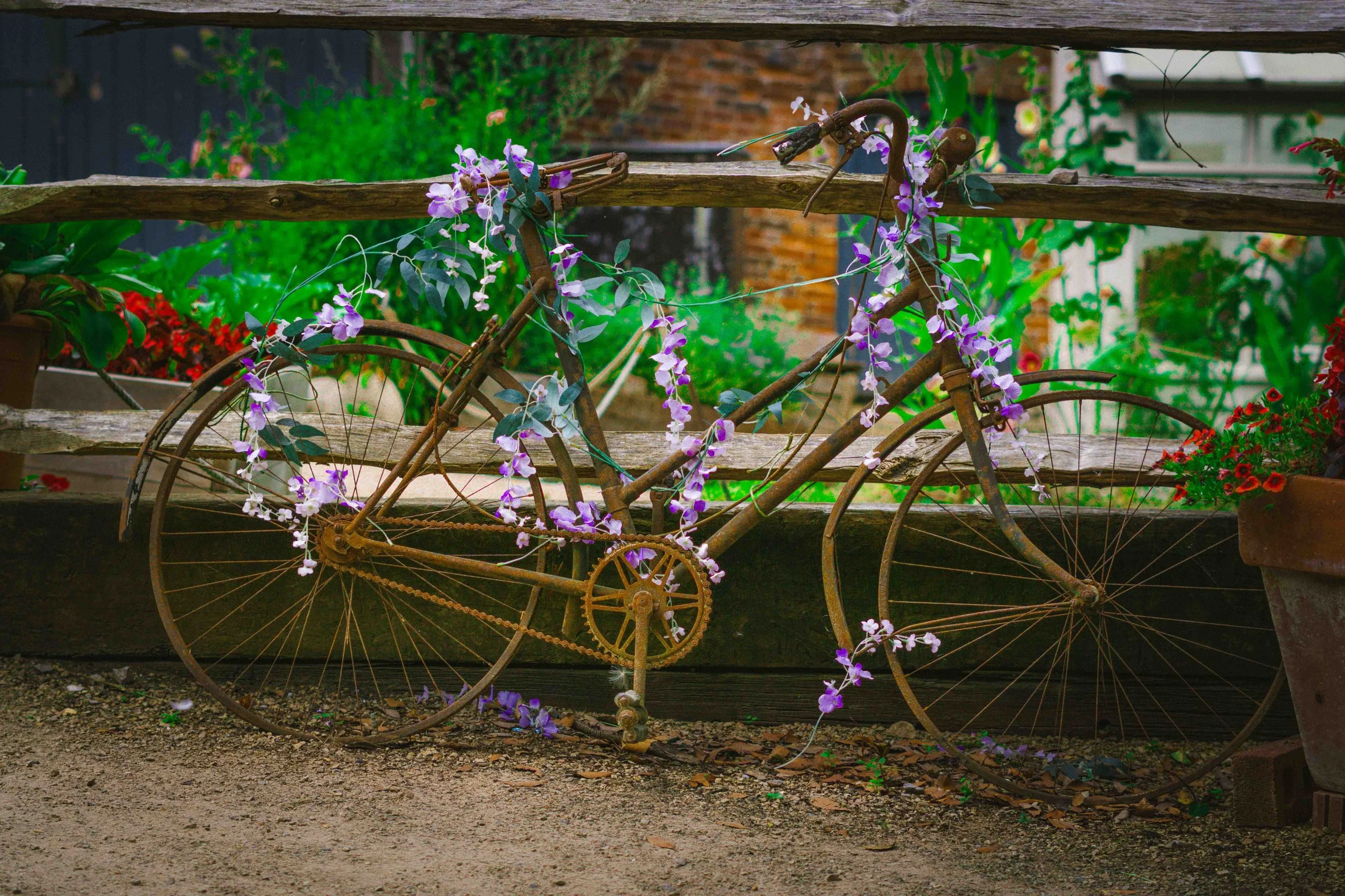 An old, rusty bicycle decorated with purple and white flowers, placed against a wooden fence with potted plants in the background.