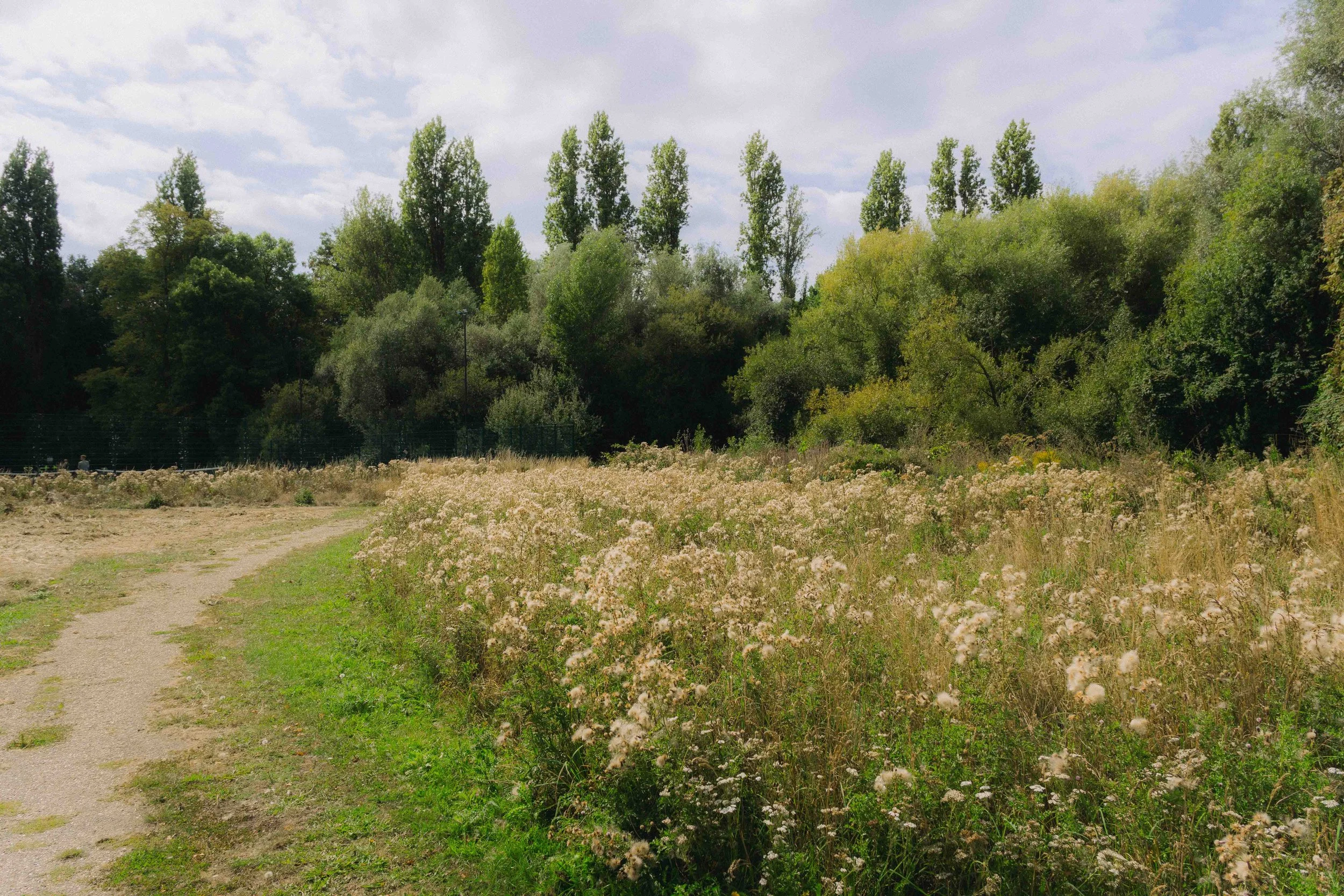 A dirt walking trail next to a field of tall white wildflowers leading into a wooded area with green trees and bushes under a partly cloudy sky.