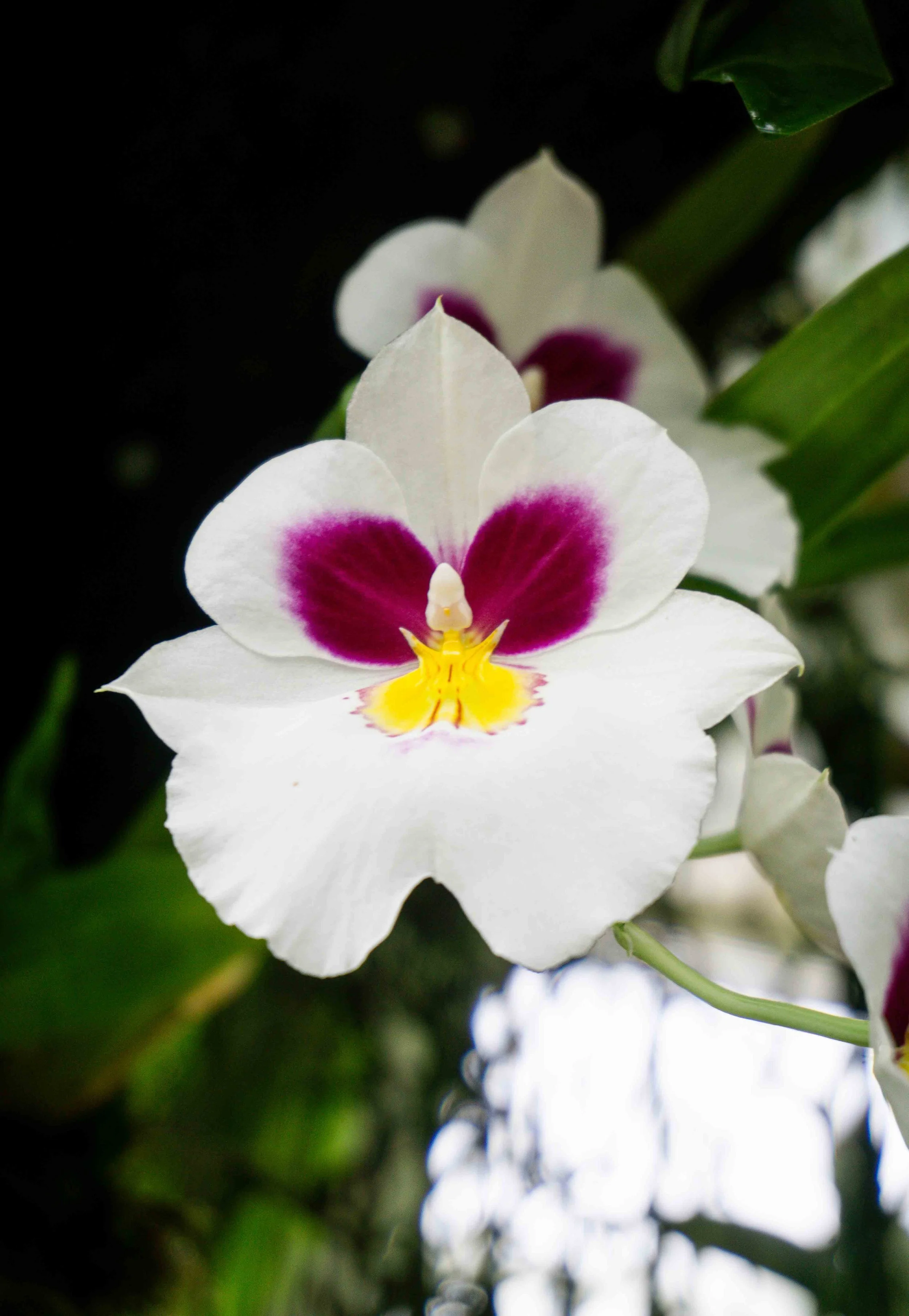 Close-up of a white orchid with purple and yellow markings, green leaves in background.