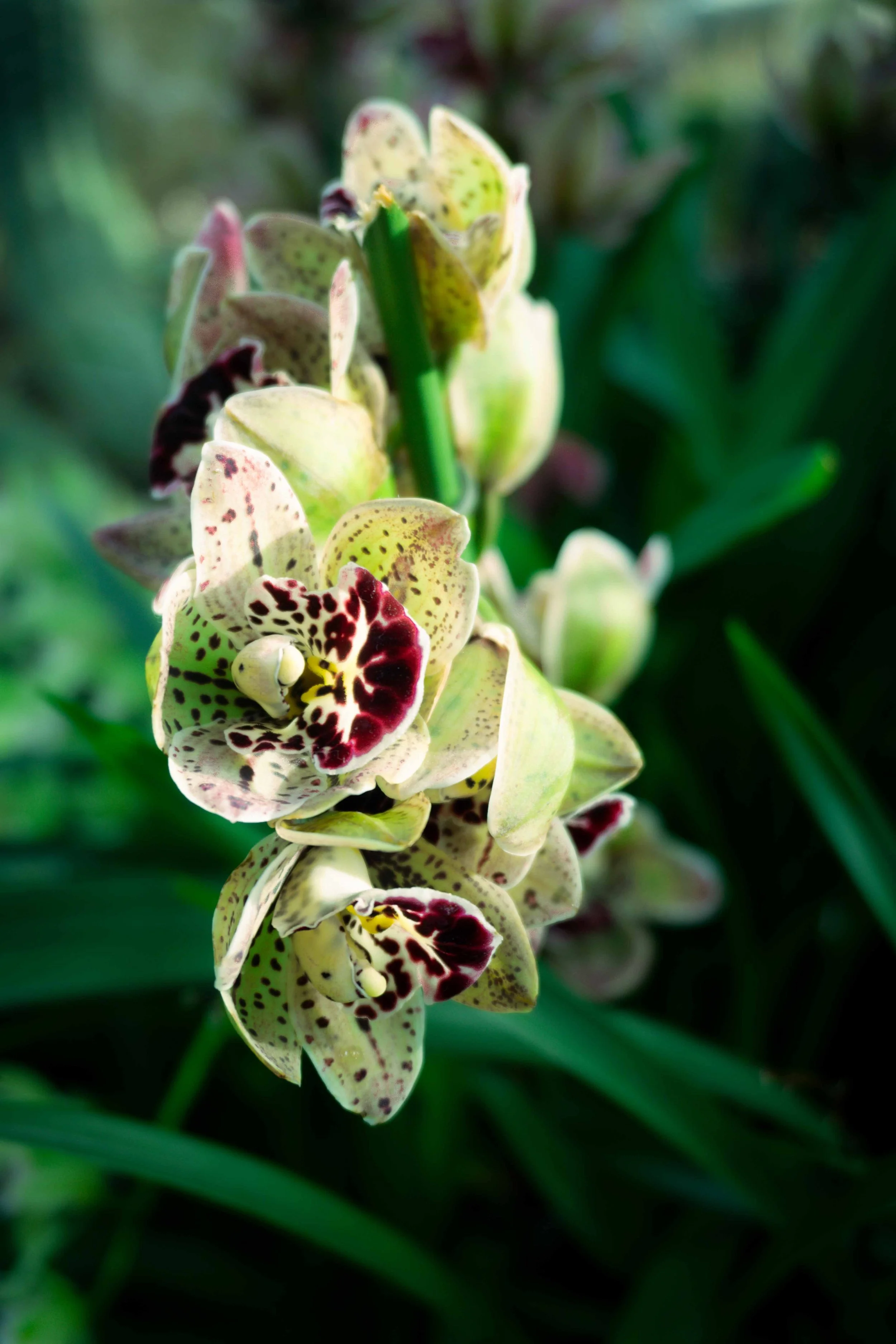Close-up of a green and maroon speckled orchid flower with a green stem and dark green background foliage.