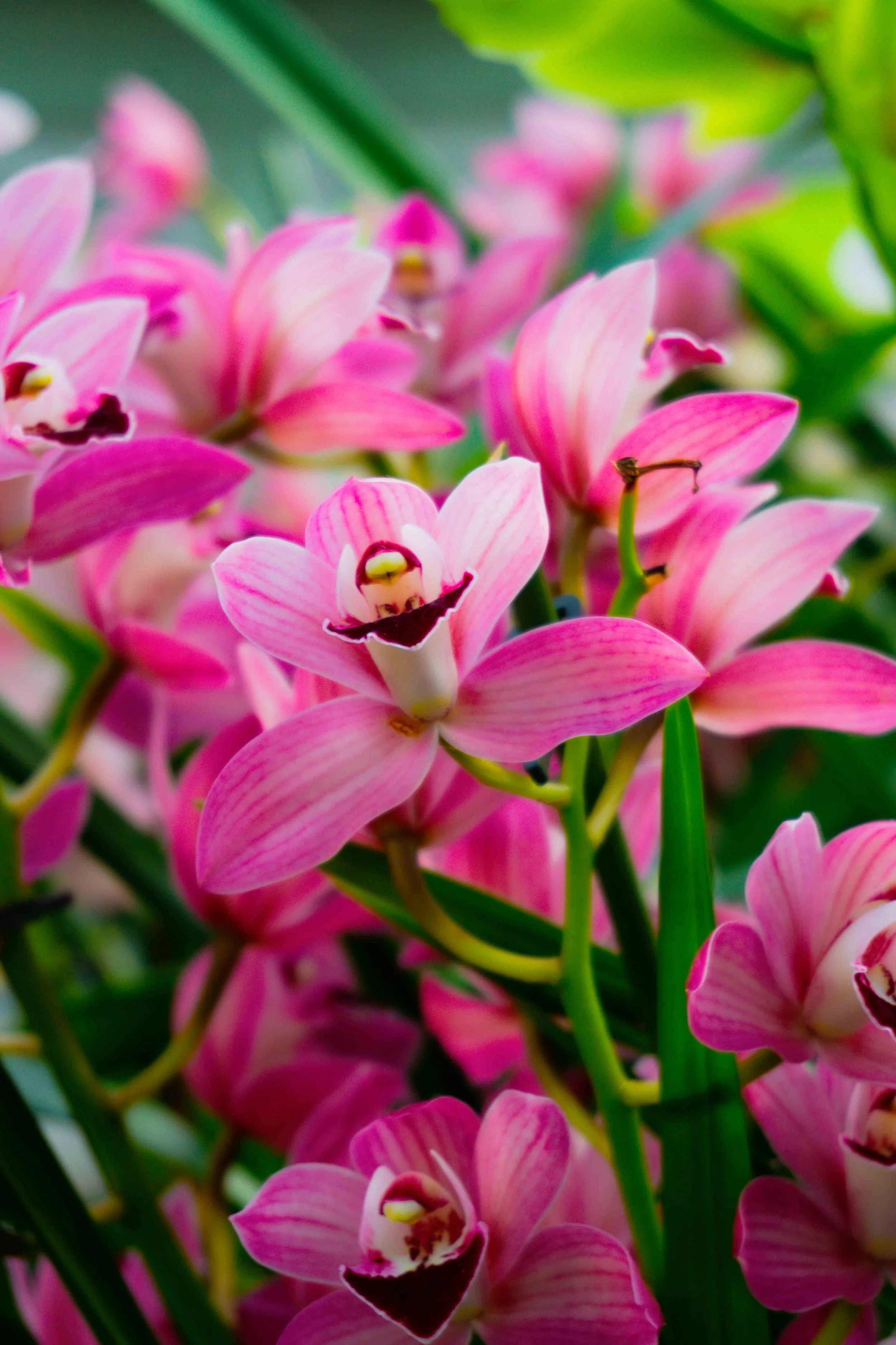 Close-up of pink orchids with green leaves in the background.