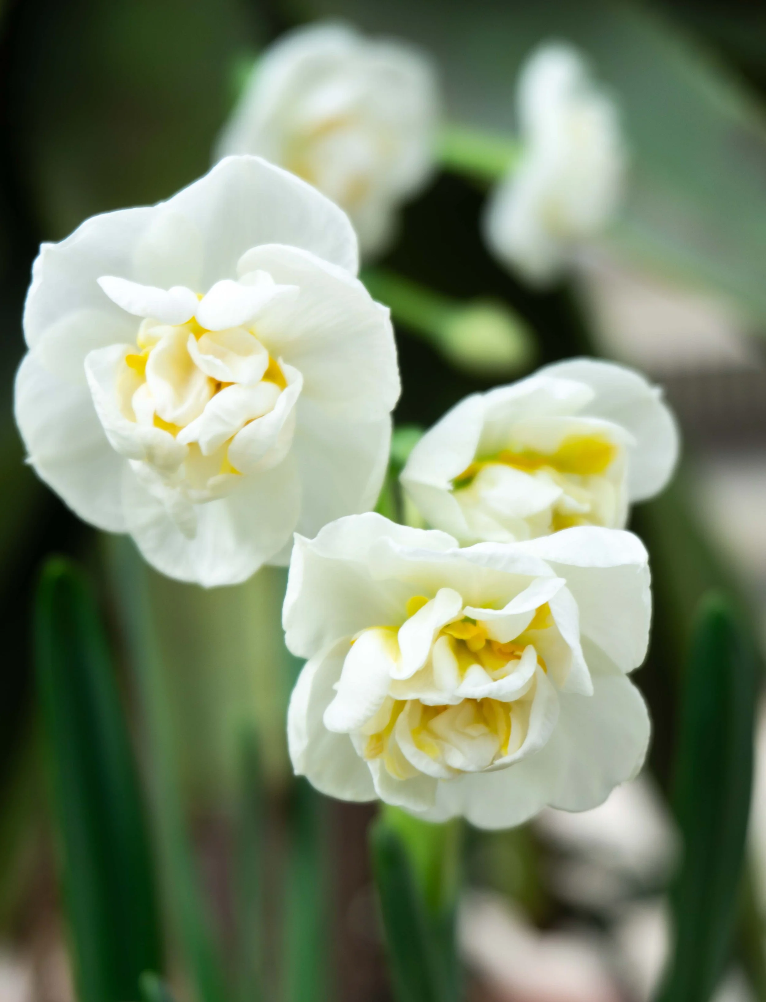 Close-up of white daffodil flowers with yellow centers and green leaves in the background.