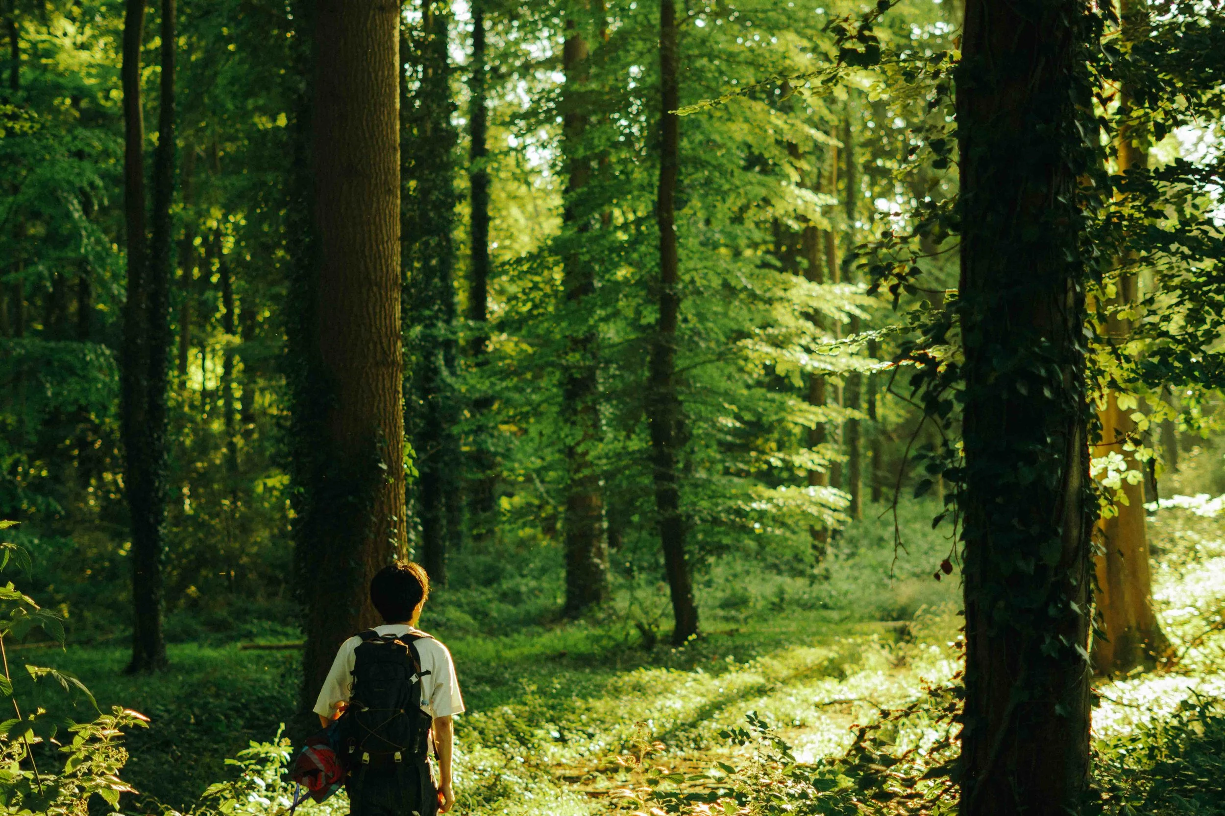A person with a backpack walking through a lush, green forest during daytime.