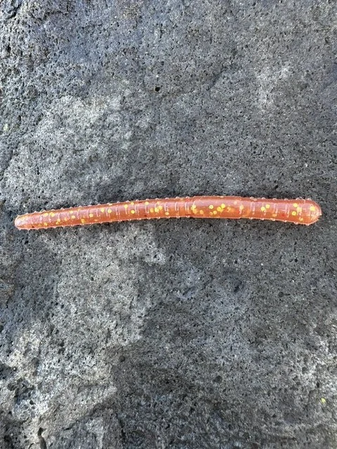 Redgum Fury Worm - 6 Pack