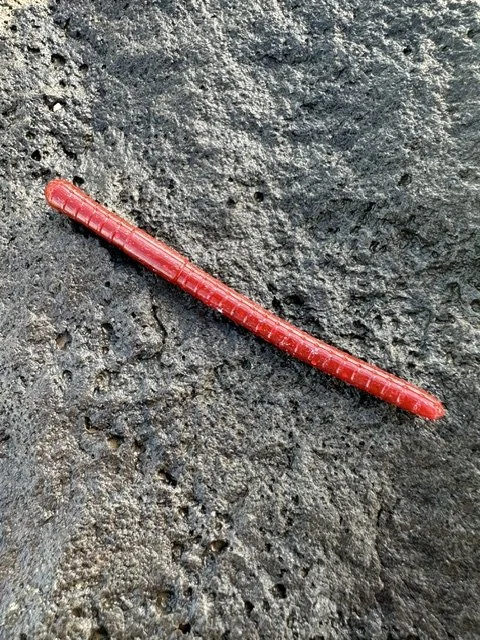 4" Bloodline Worm